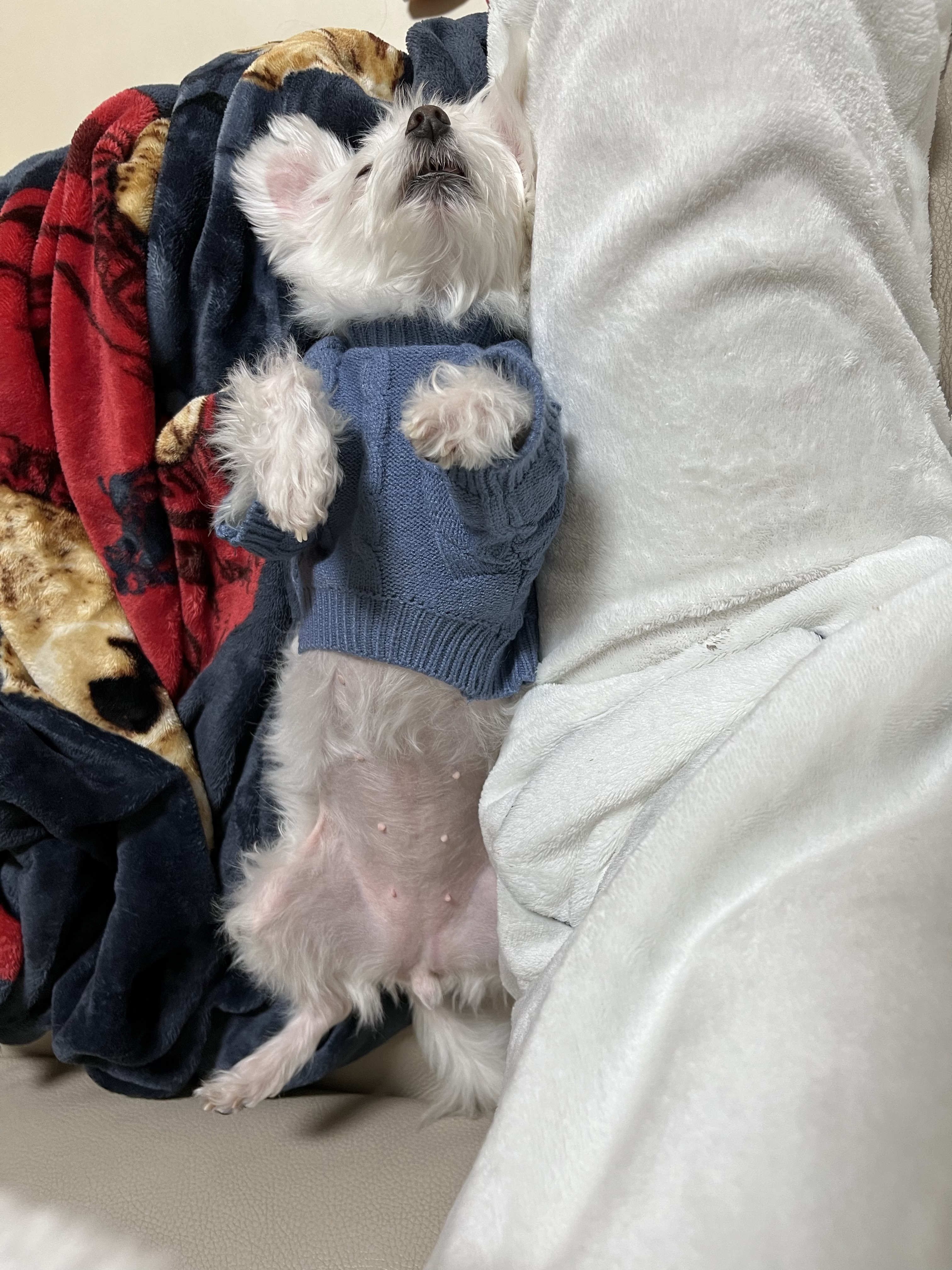 별이(전 오포) 입양 후 이야기 