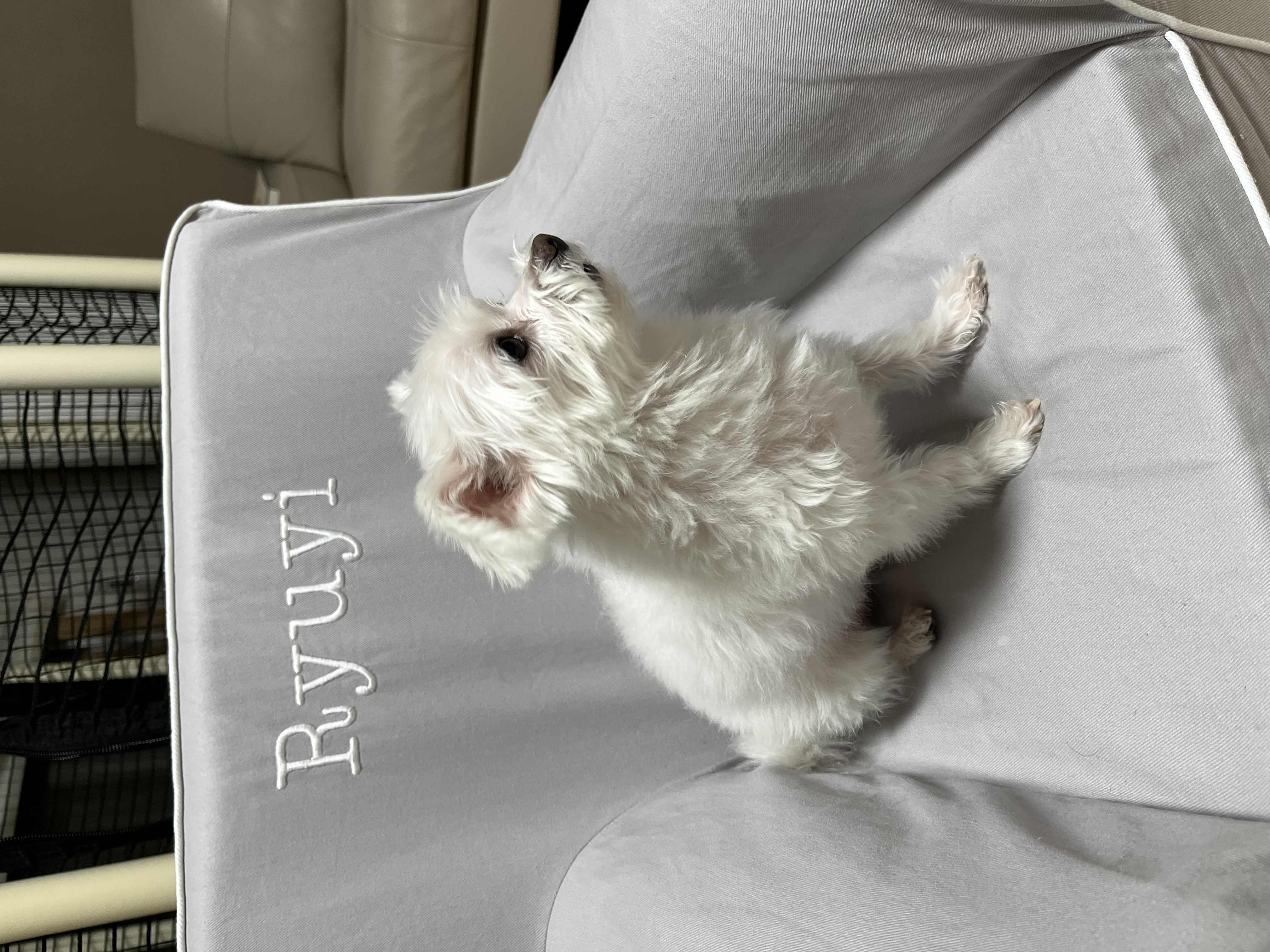 별이(전 오포) 입양 후 이야기 