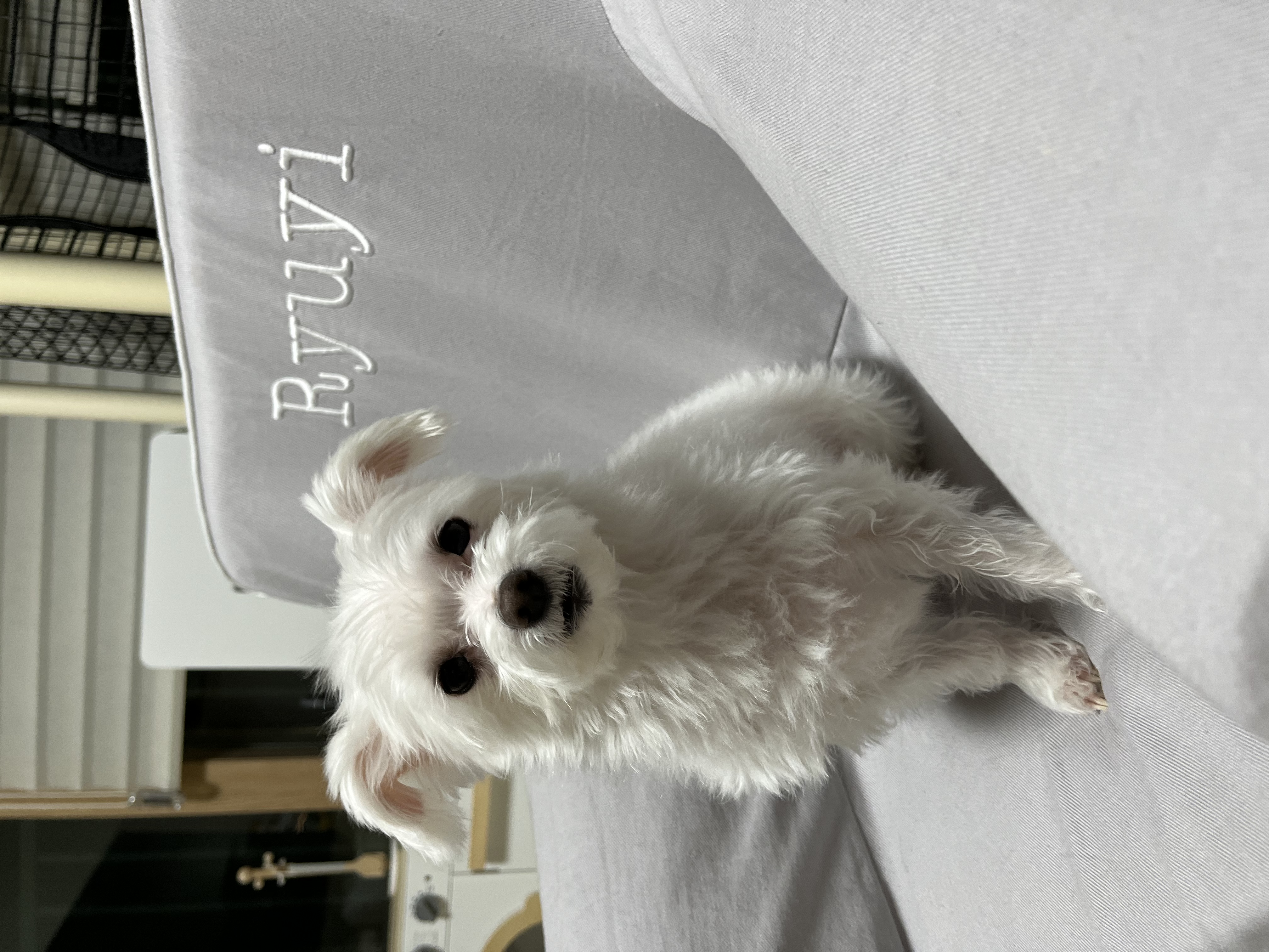 별이(전 오포) 입양 후 이야기 