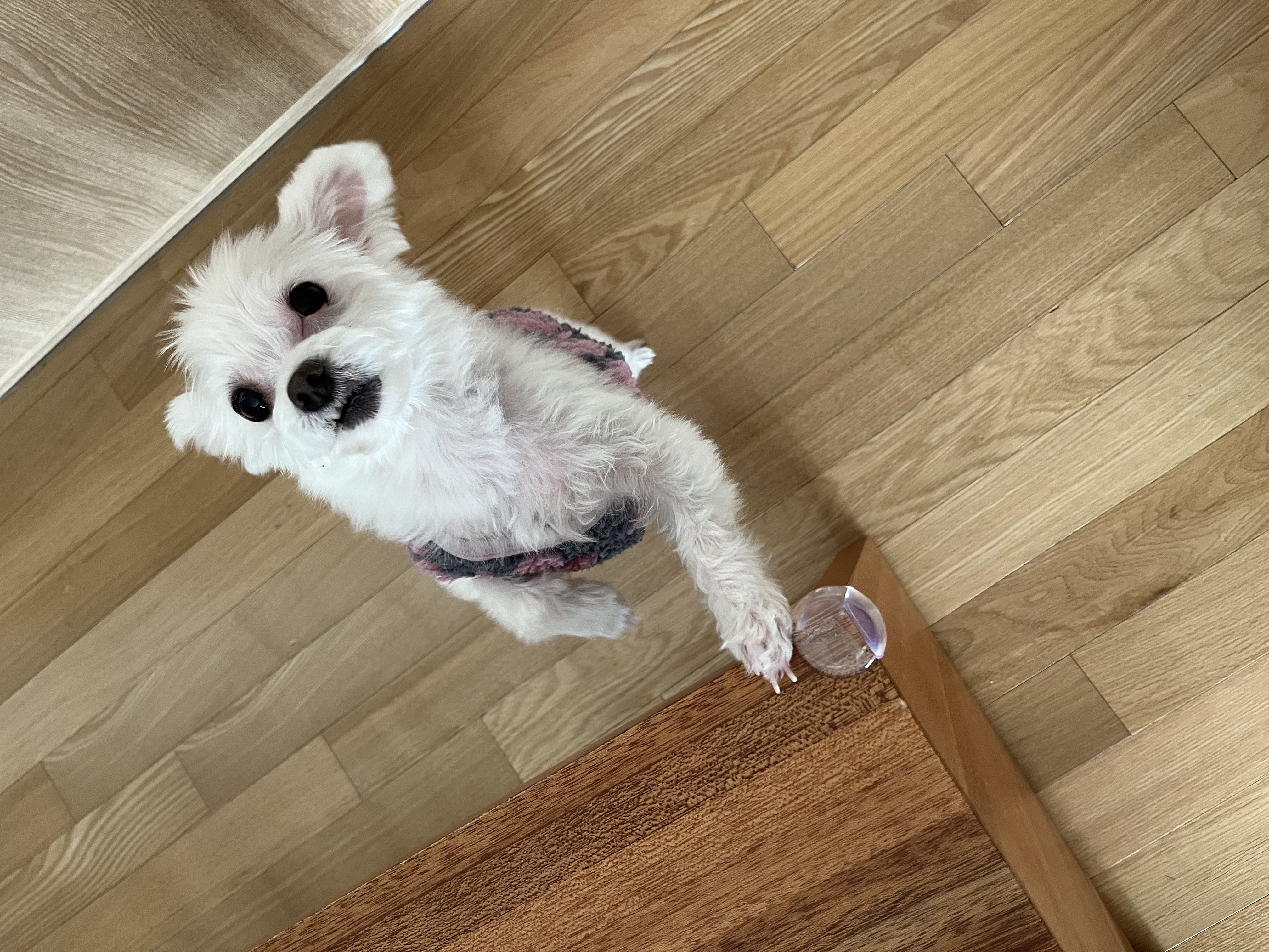 별이(전 오포) 입양 후 이야기 