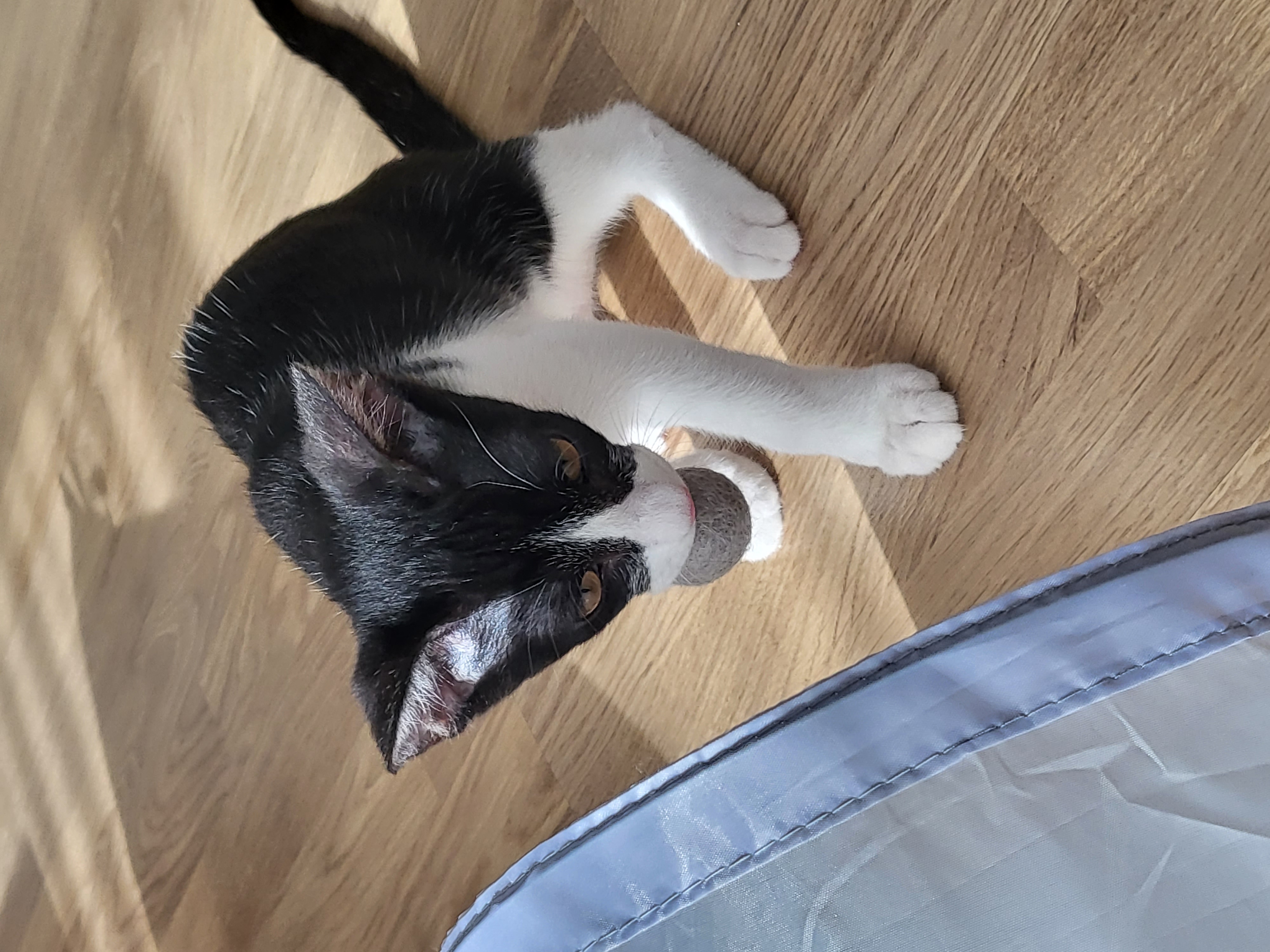 민국이(코코) 7일차 입양 후기