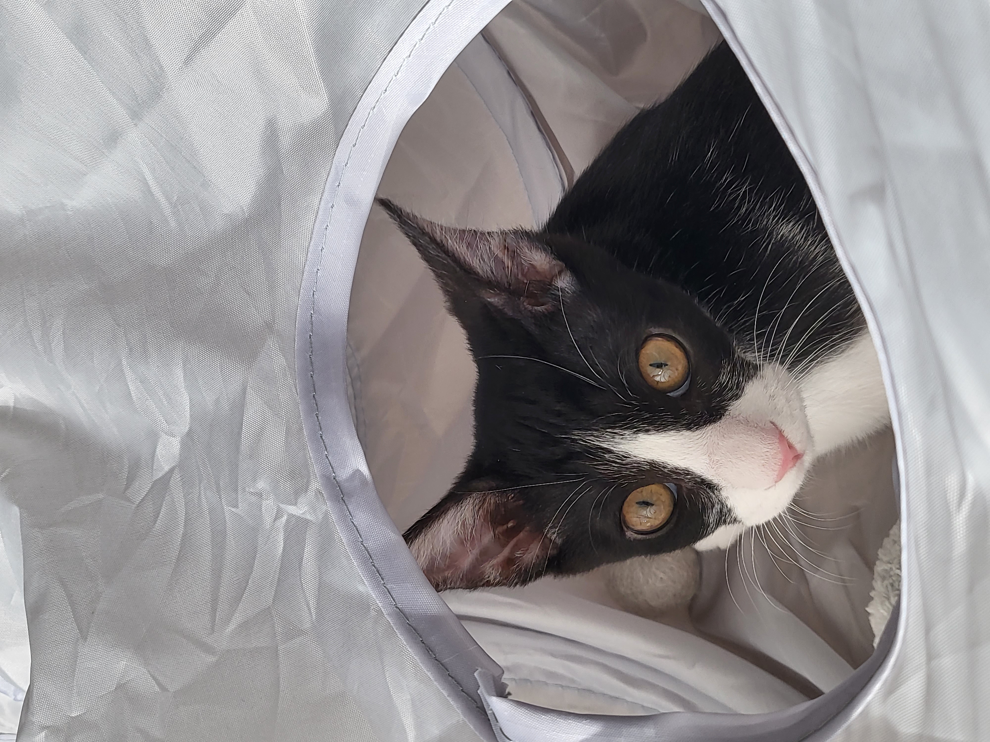 민국이(코코) 7일차 입양 후기