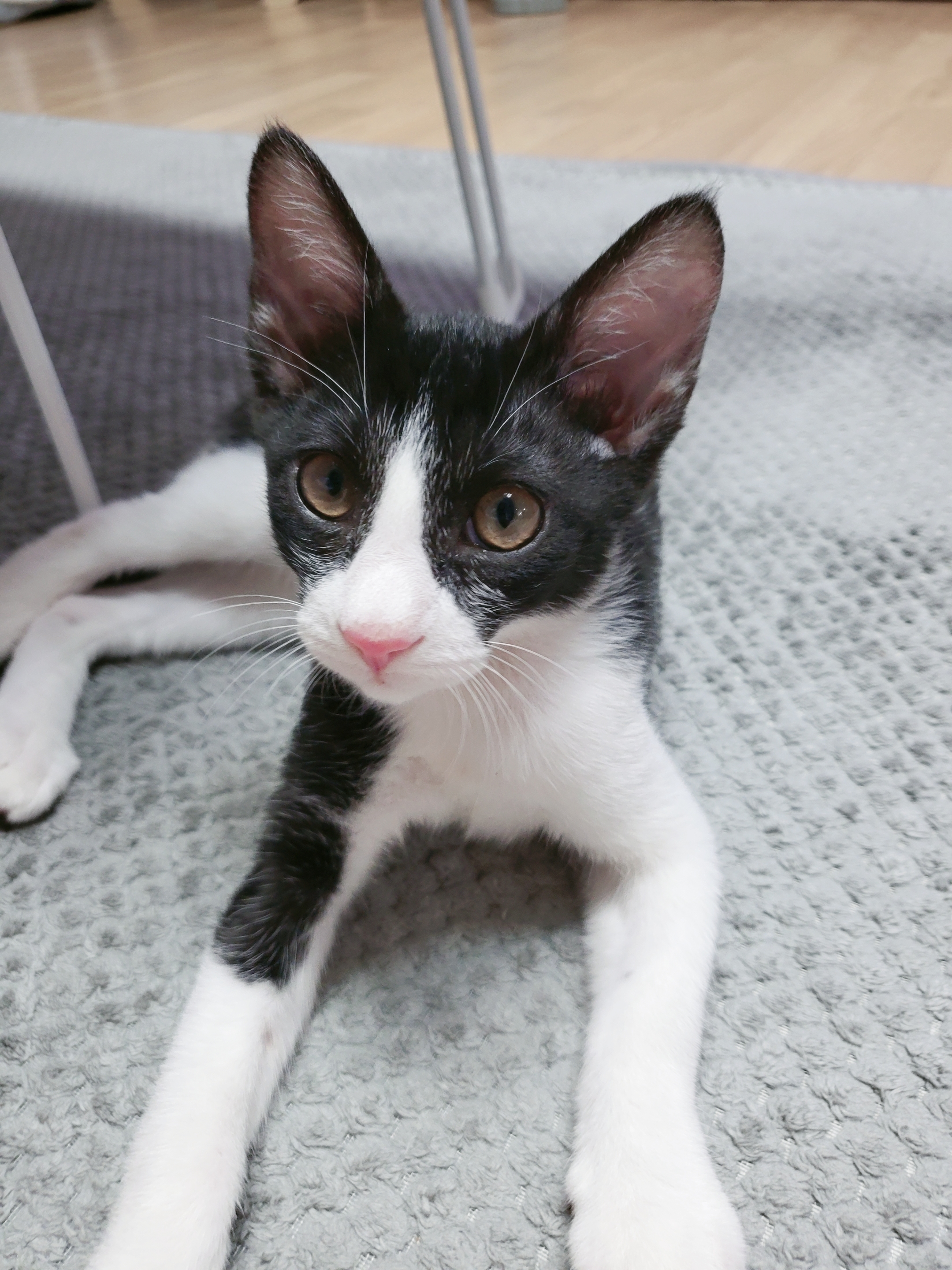 민국이(코코) 7일차 입양 후기