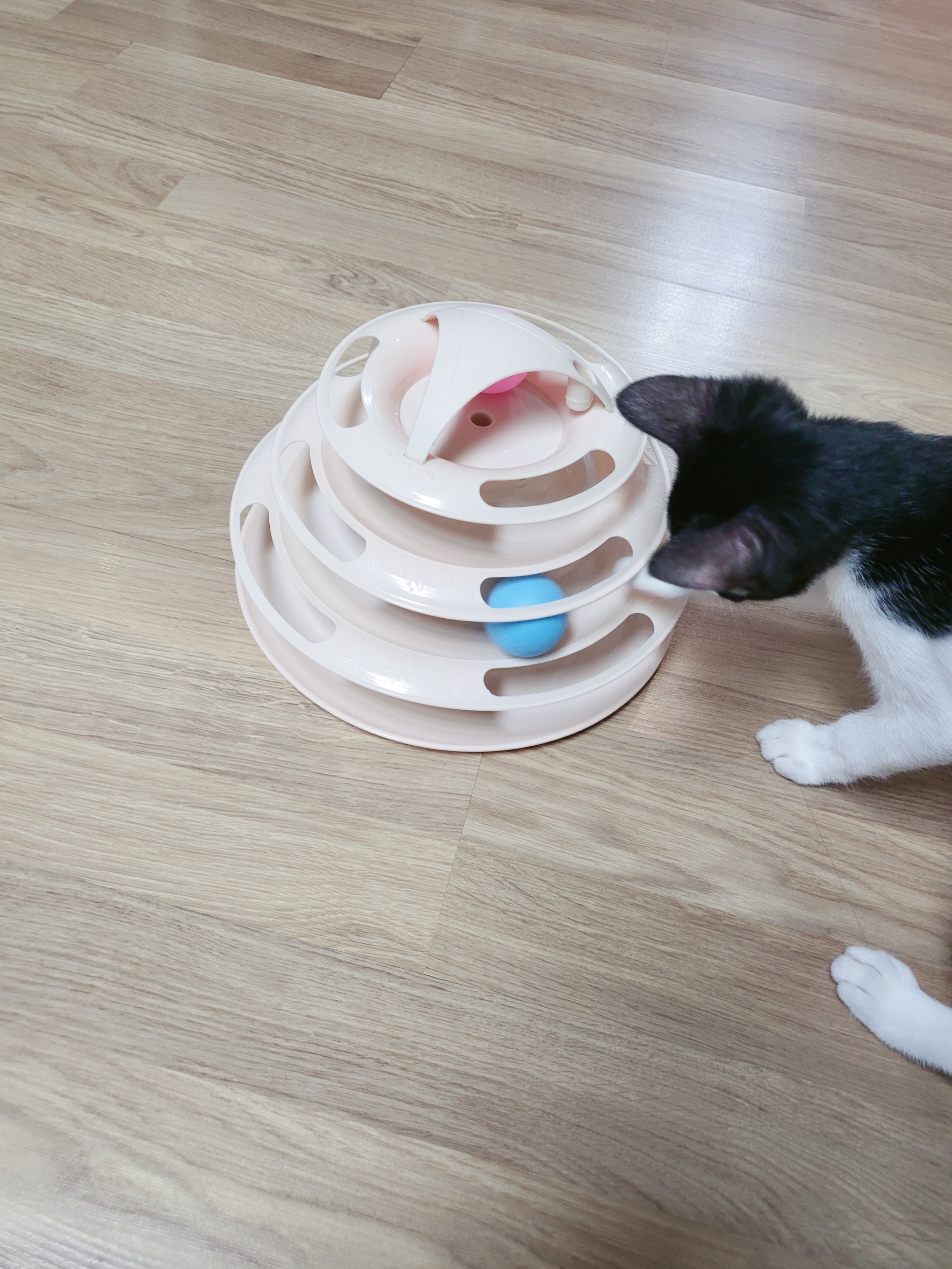 민국이(코코) 7일차 입양 후기