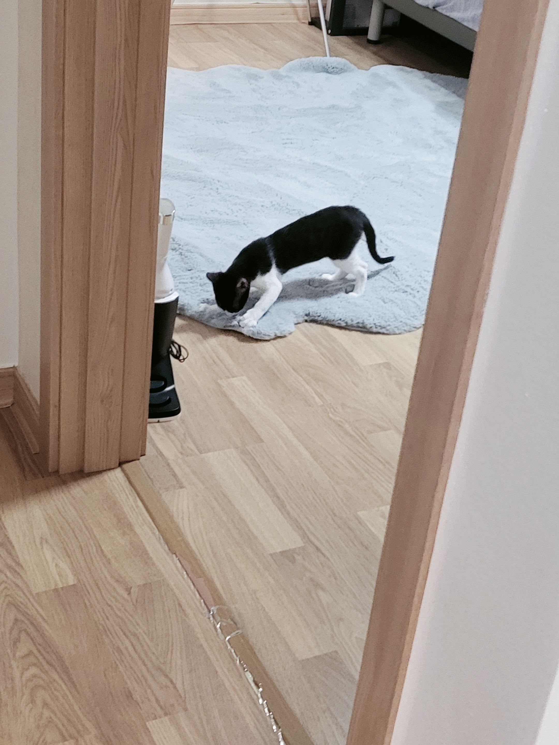 민국이(코코) 7일차 입양 후기