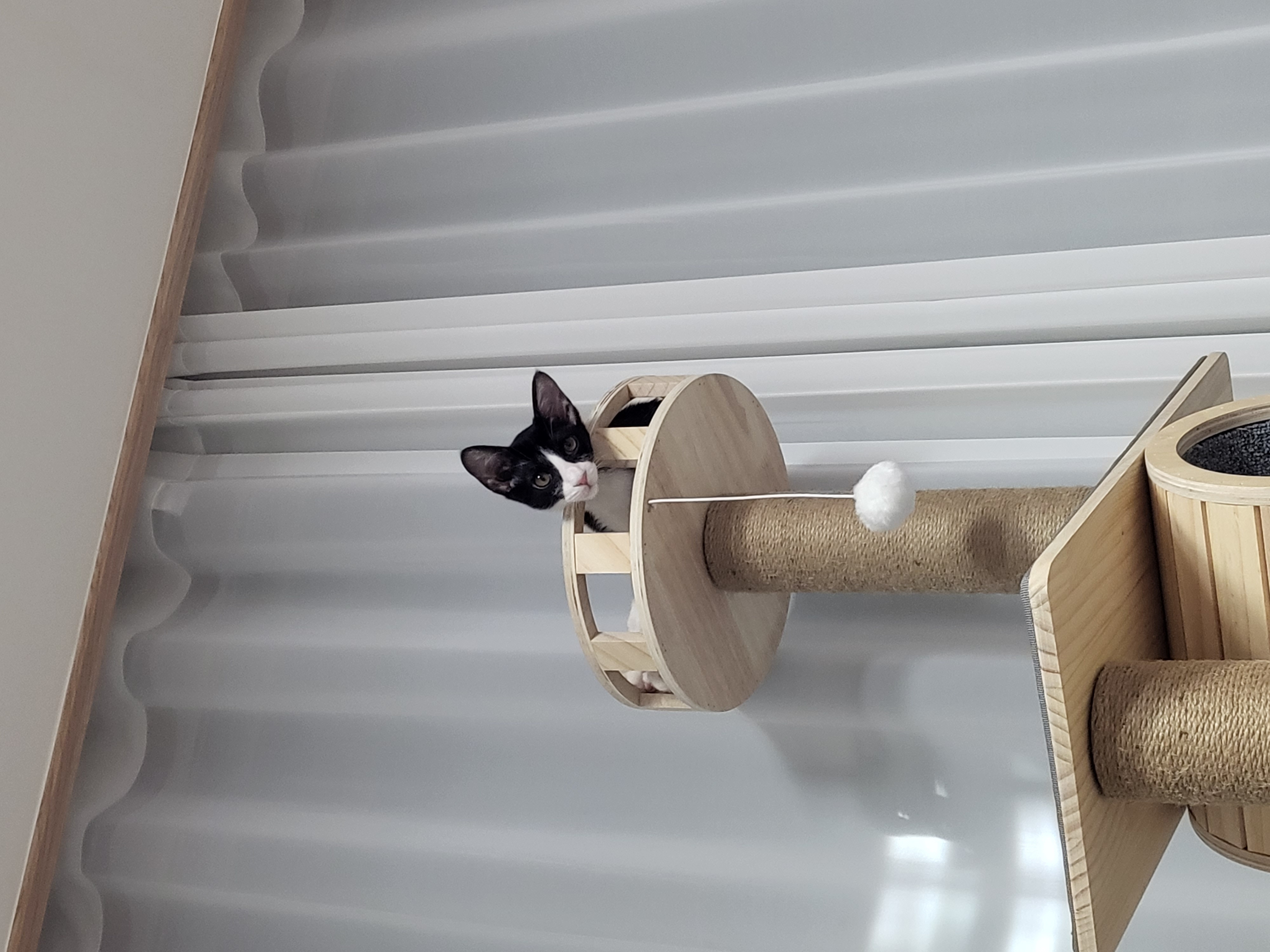 민국이(코코) 7일차 입양 후기