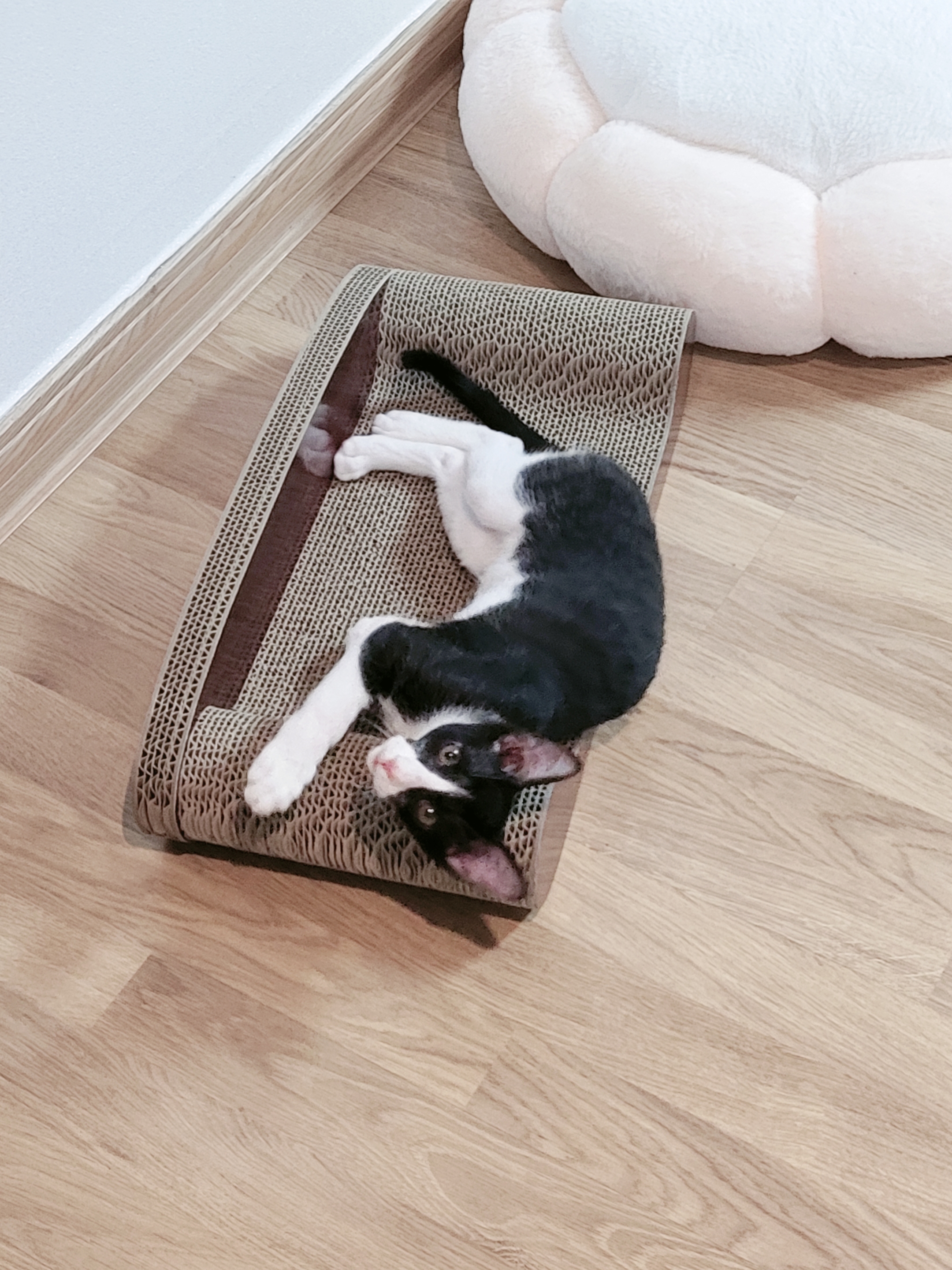 민국이(코코) 7일차 입양 후기