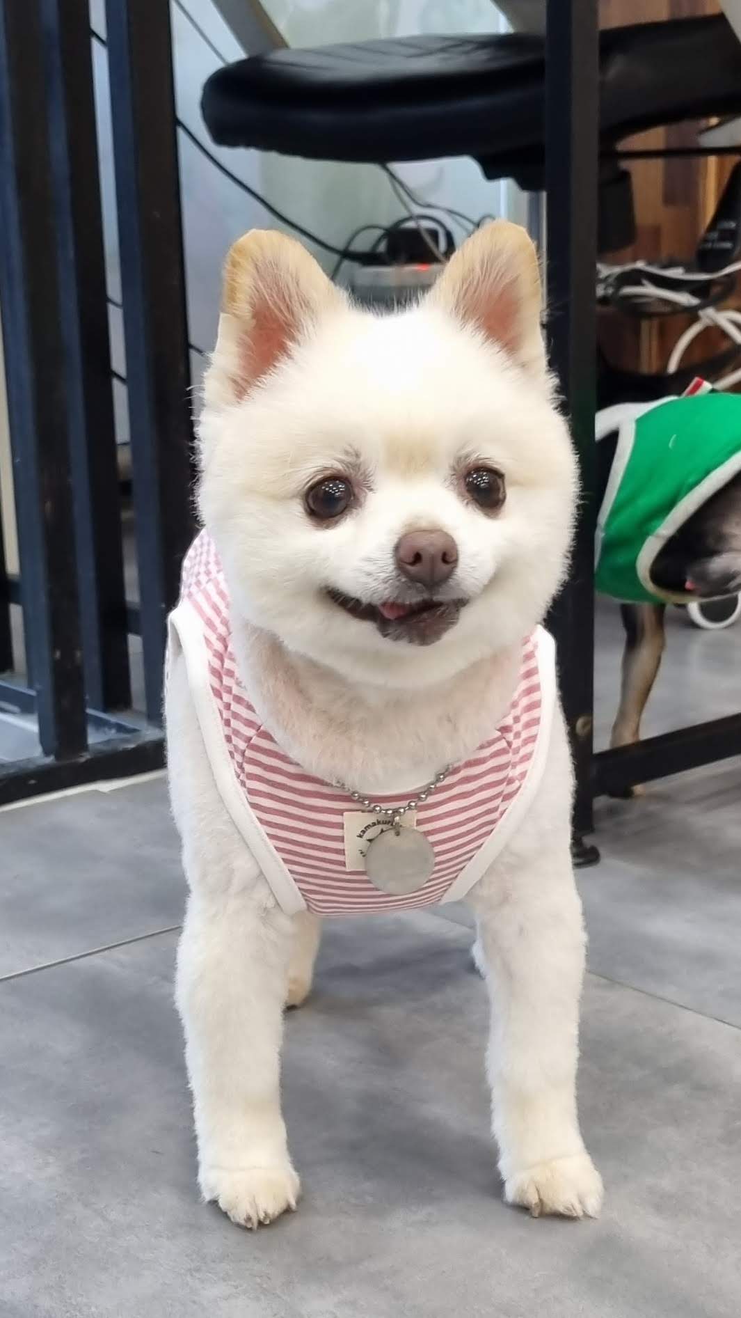 레이(육곤이)가 무지개 다리를 건넜어요.