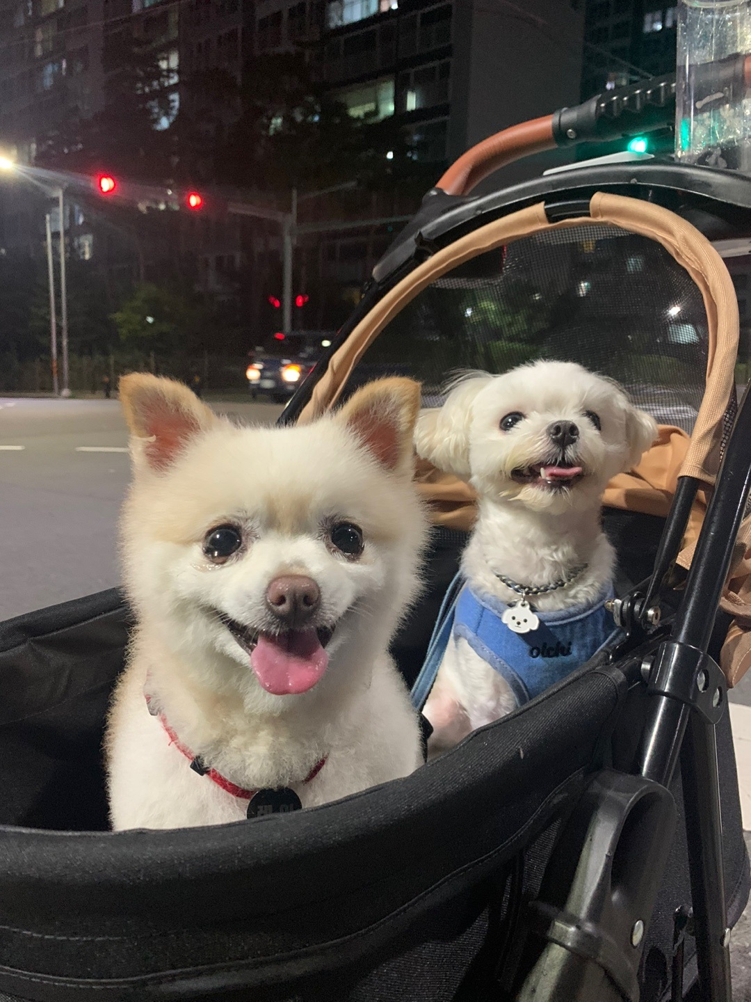 레이(육곤이)가 무지개 다리를 건넜어요.