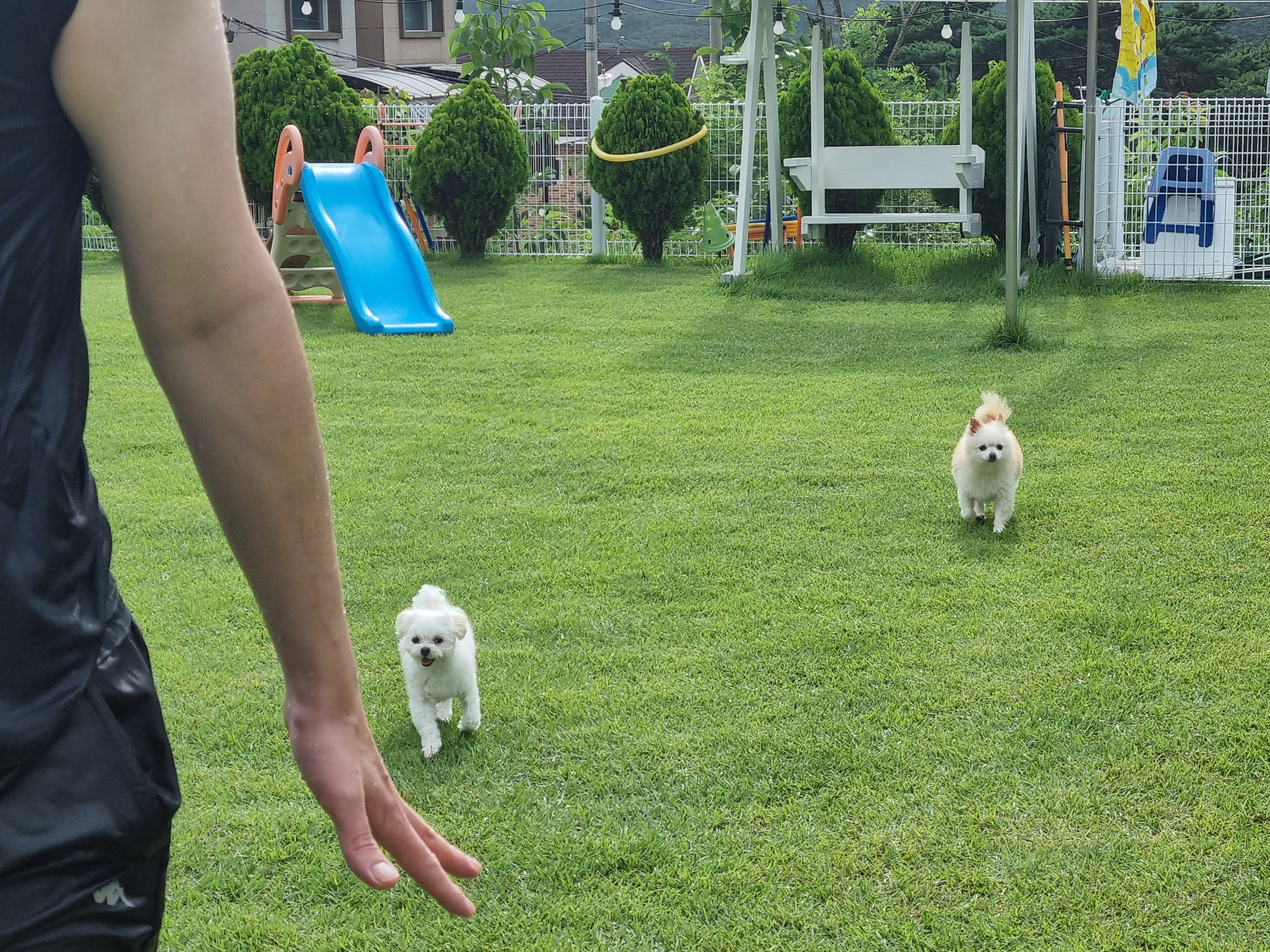 레이(육곤이)가 무지개 다리를 건넜어요.