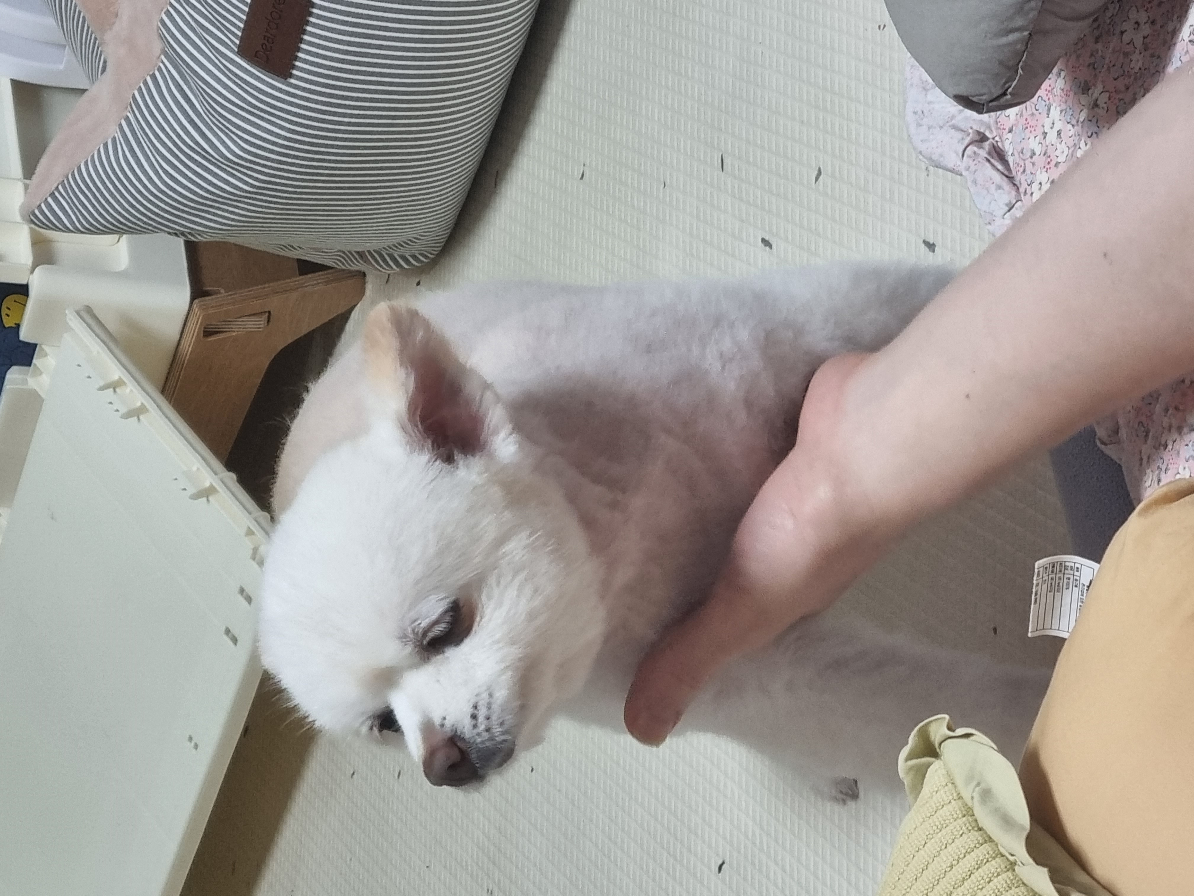 레이(육곤이)가 무지개 다리를 건넜어요.