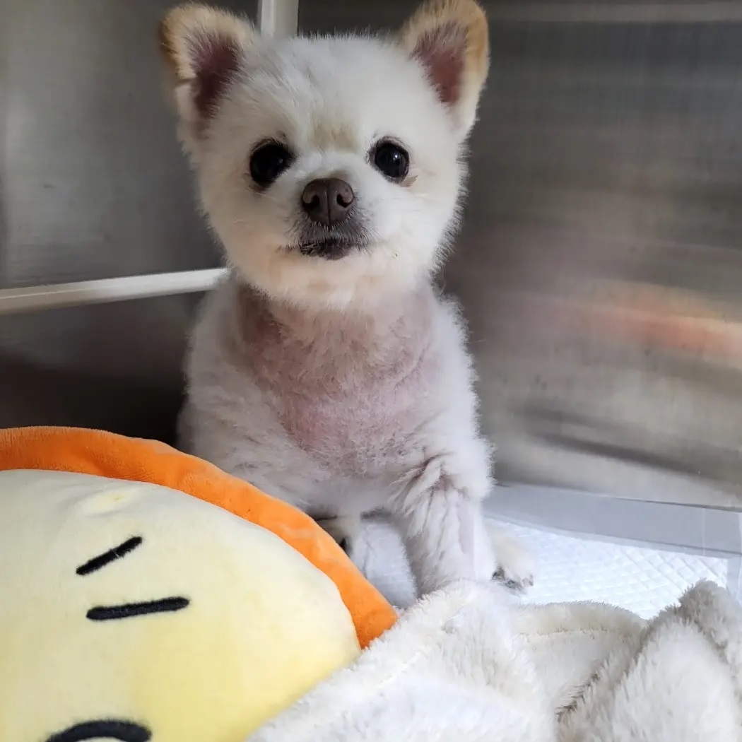 레이(육곤이)가 무지개 다리를 건넜어요.