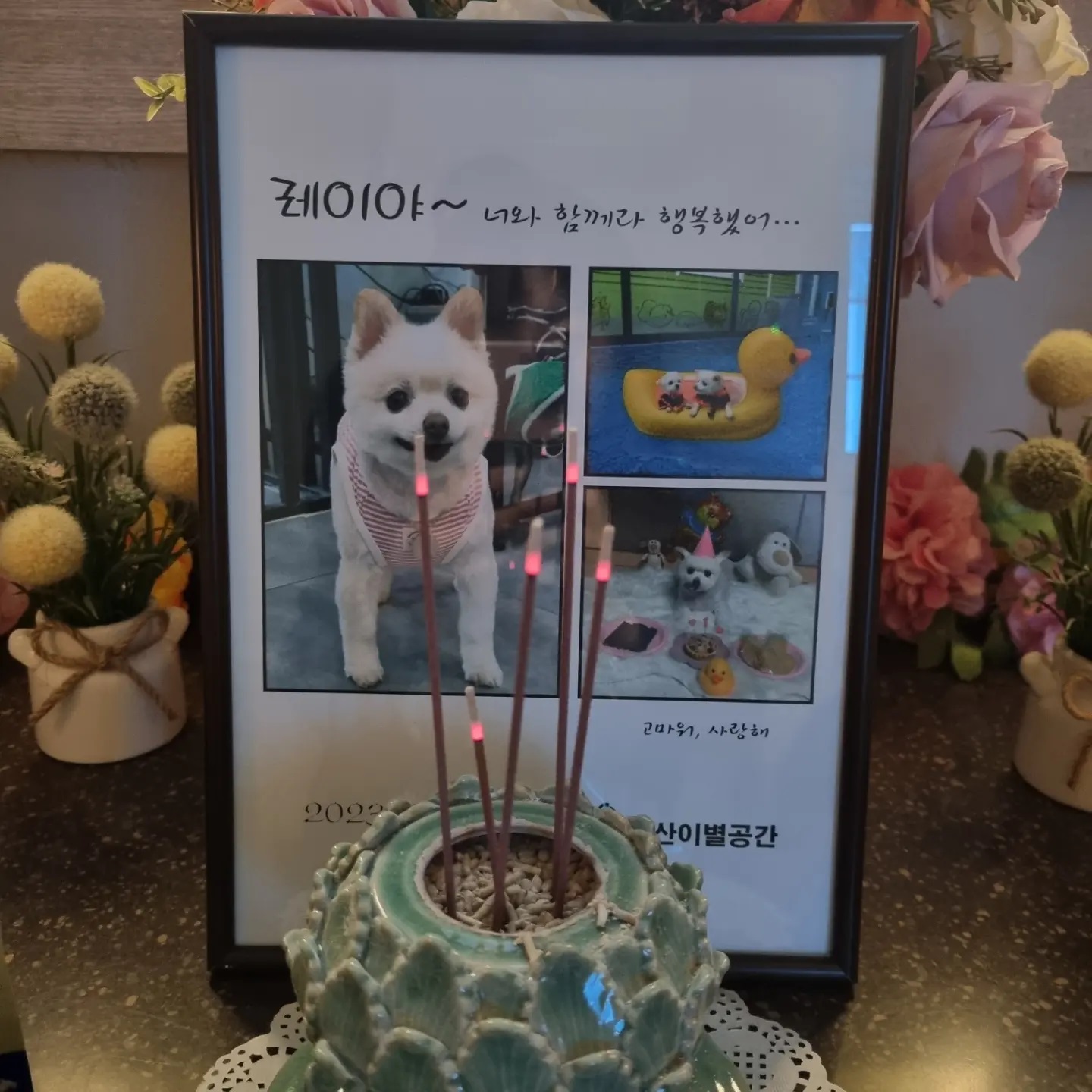 레이(육곤이)가 무지개 다리를 건넜어요.