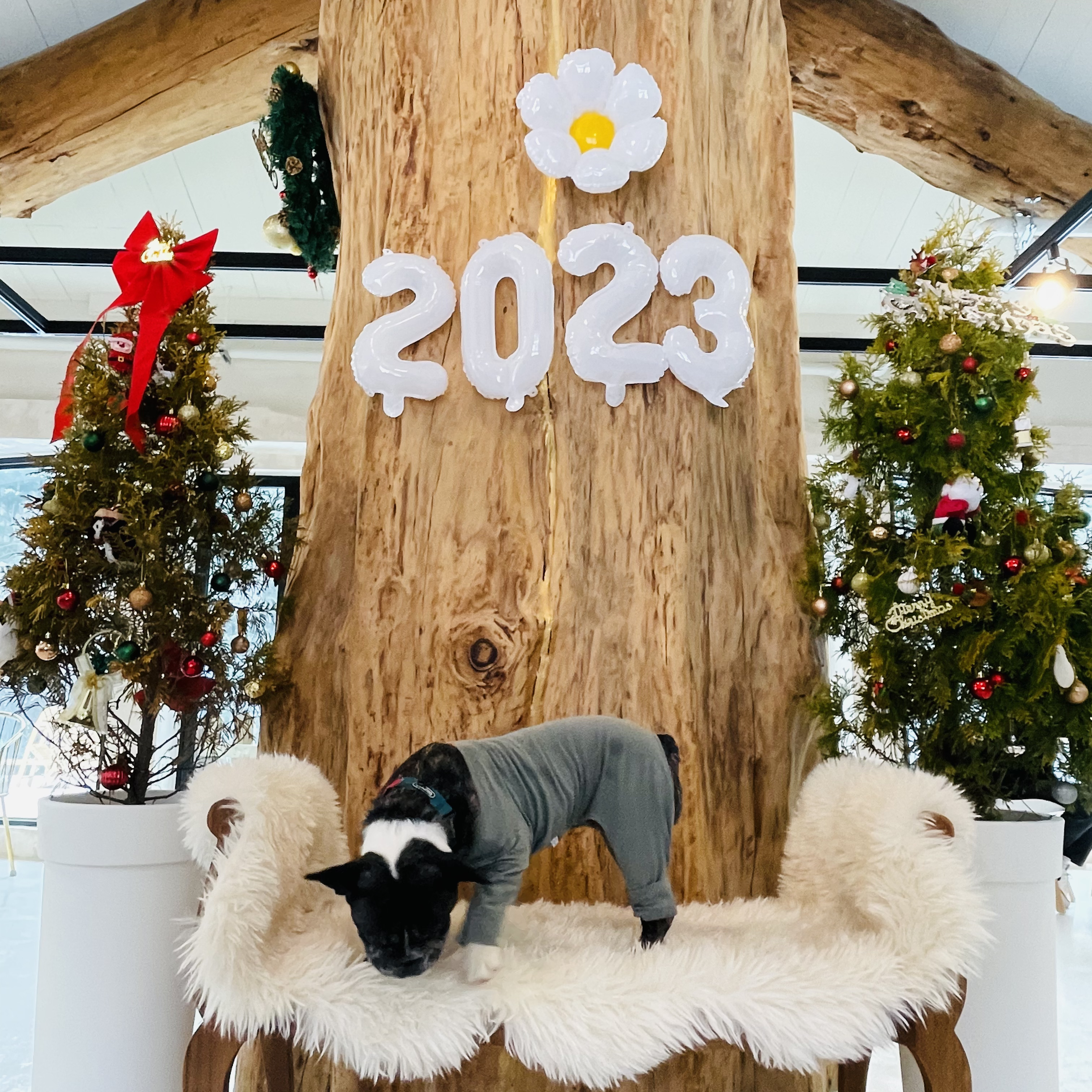 호이 임보일기~~ 프렌치불독 호이 가족 기다려요 