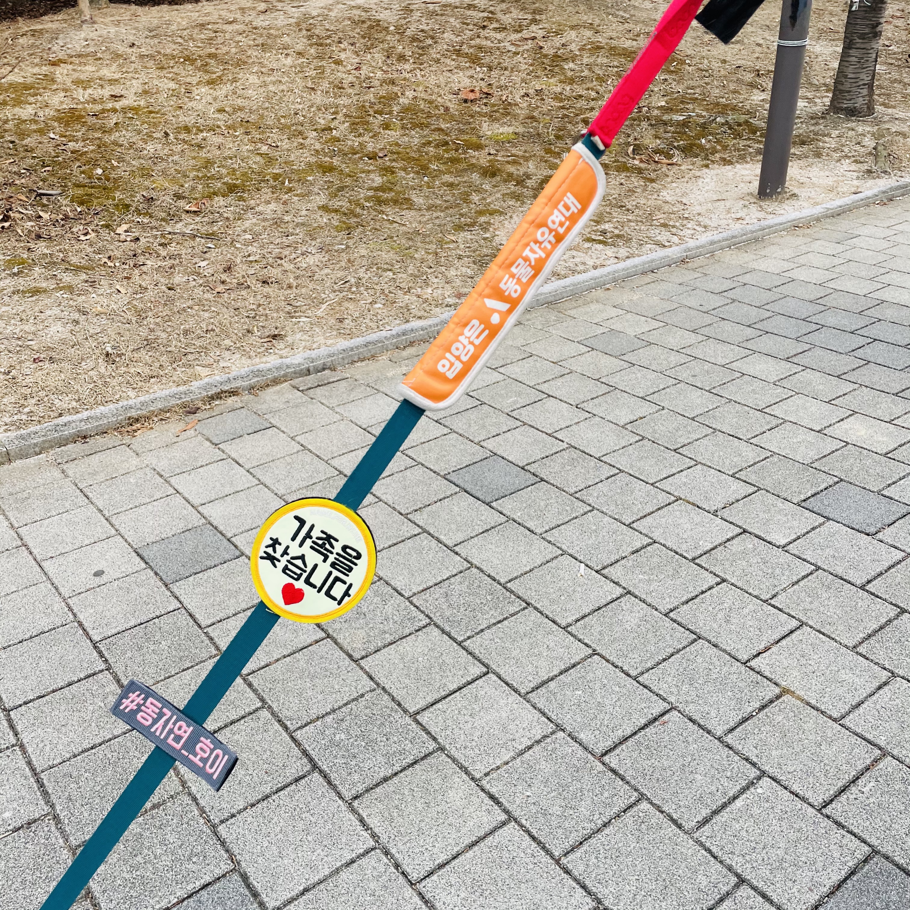 호이 임보일기~~ 프렌치불독 호이 가족 기다려요 