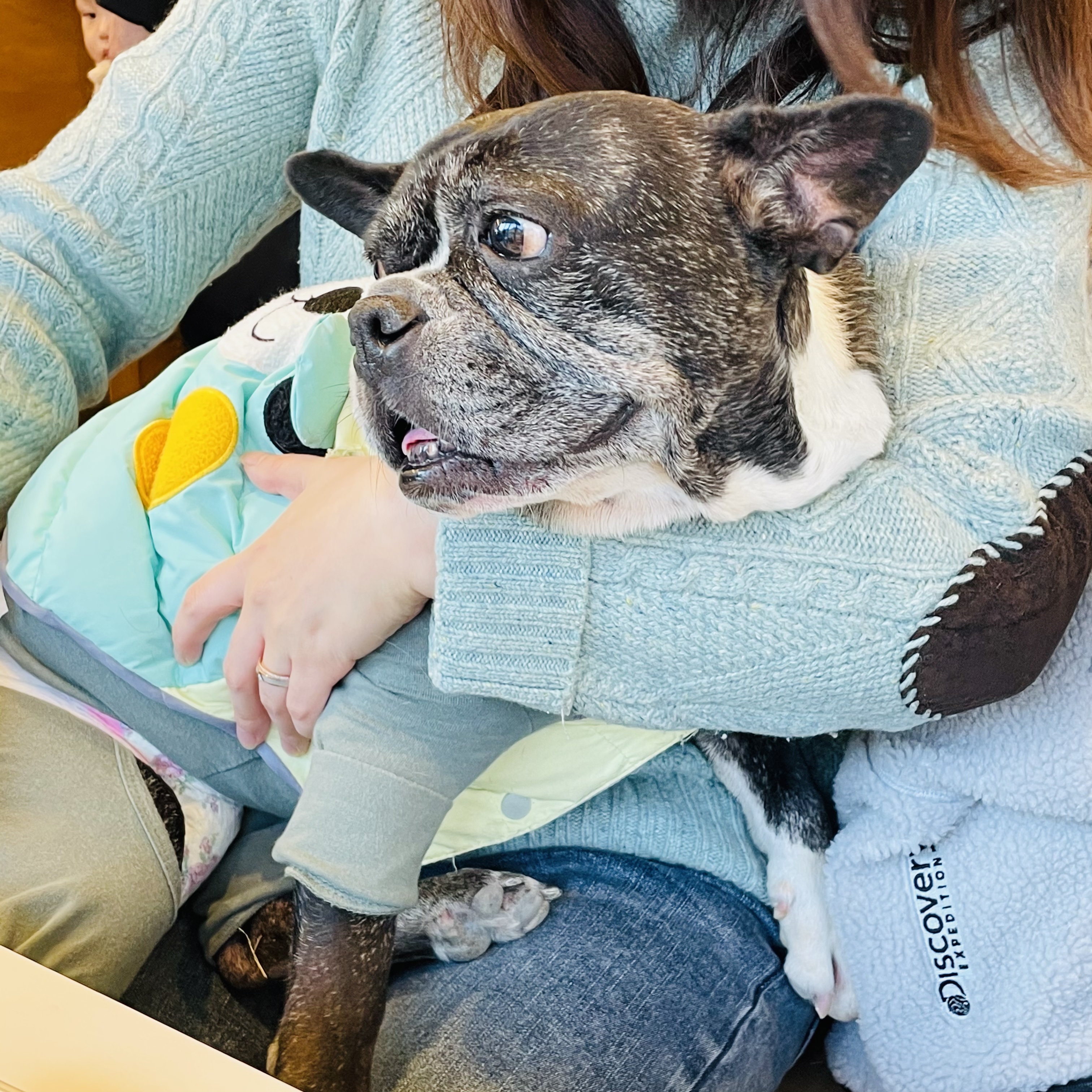호이 임보일기~~ 프렌치불독 호이 가족 기다려요 