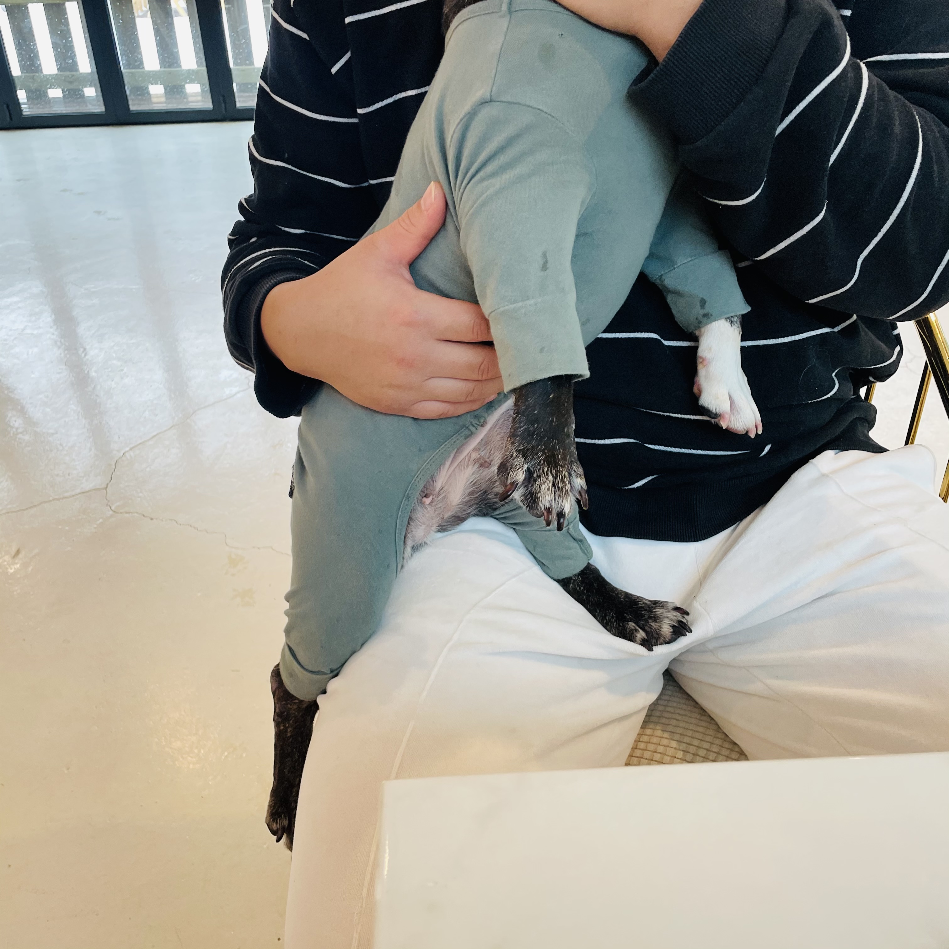 호이 임보일기~~ 프렌치불독 호이 가족 기다려요 