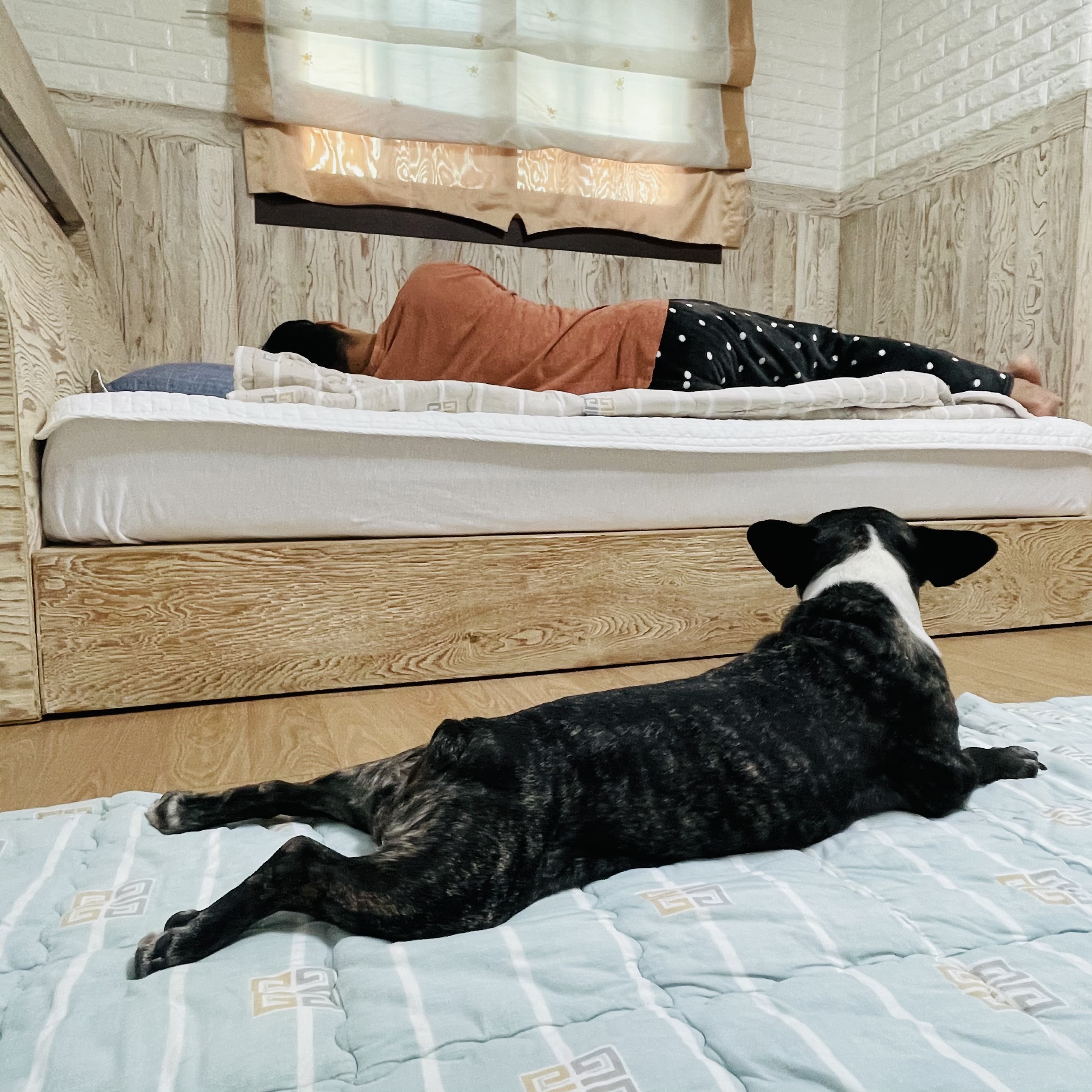 호이 임보일기~~ 프렌치불독 호이 가족 기다려요 