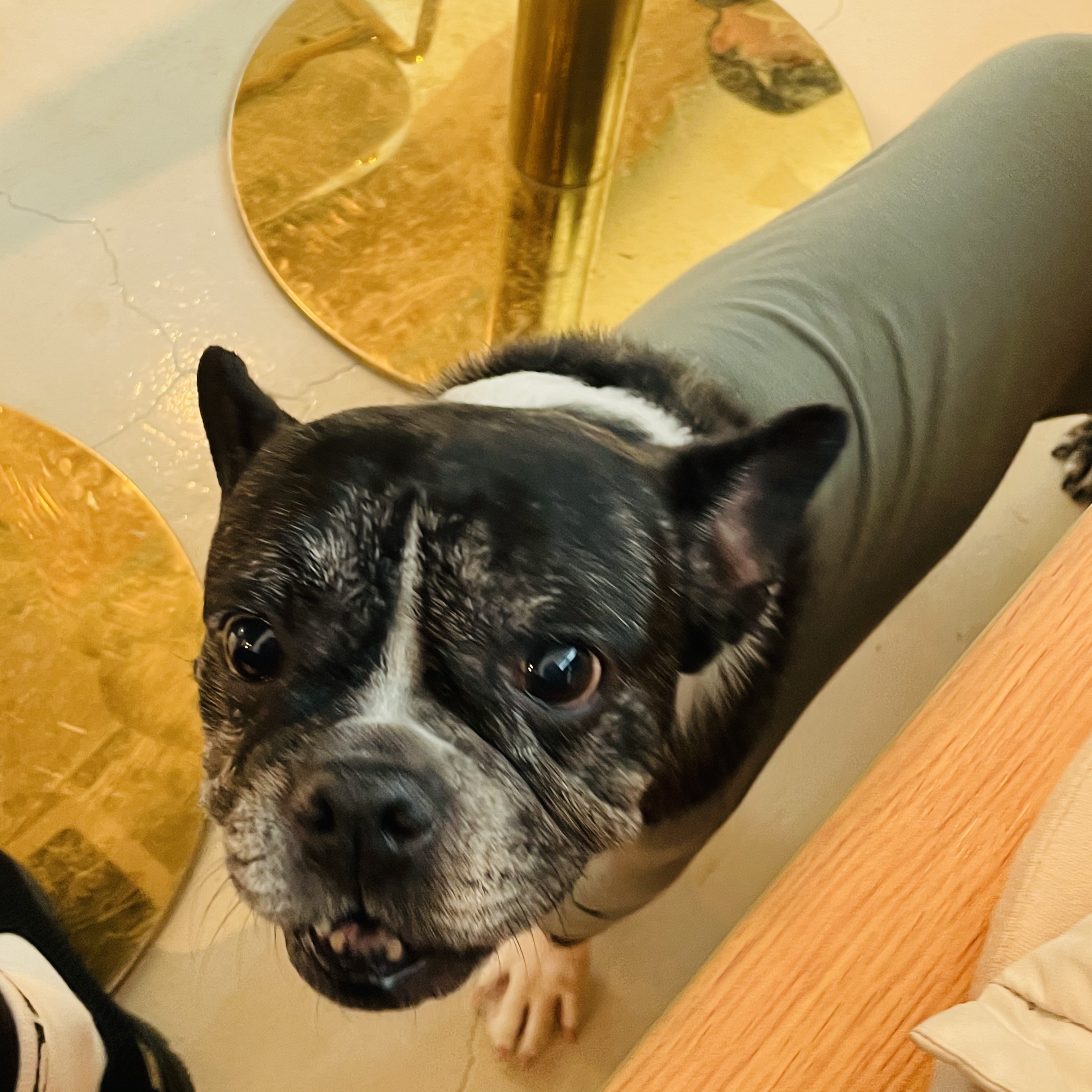 호이 임보일기~~ 프렌치불독 호이 가족 기다려요 