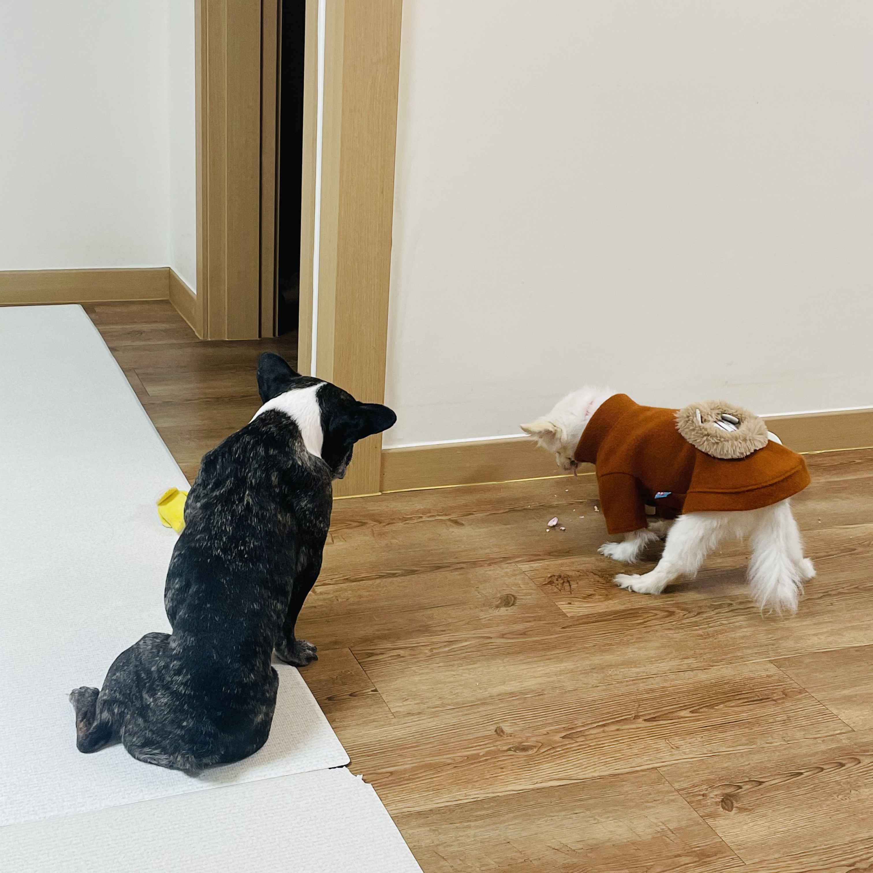 호이 임보일기~~ 프렌치불독 호이 가족 기다려요 