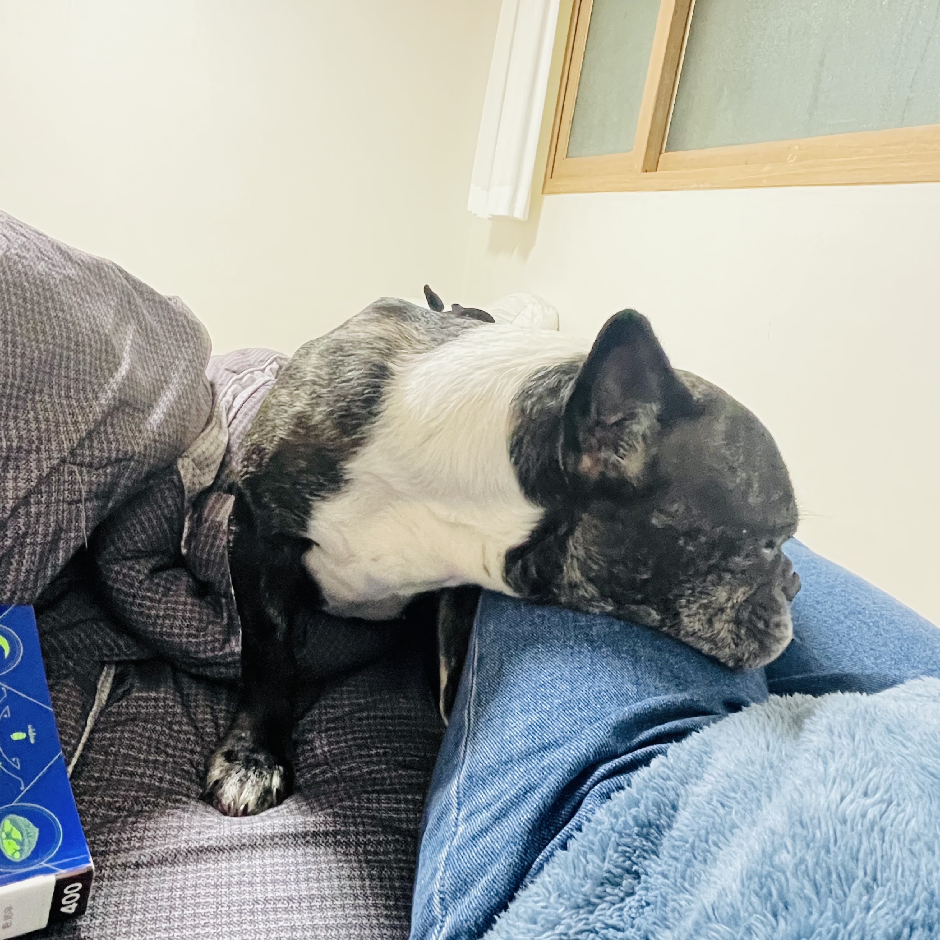 호이 임보일기~~ 프렌치불독 호이 가족 기다려요 