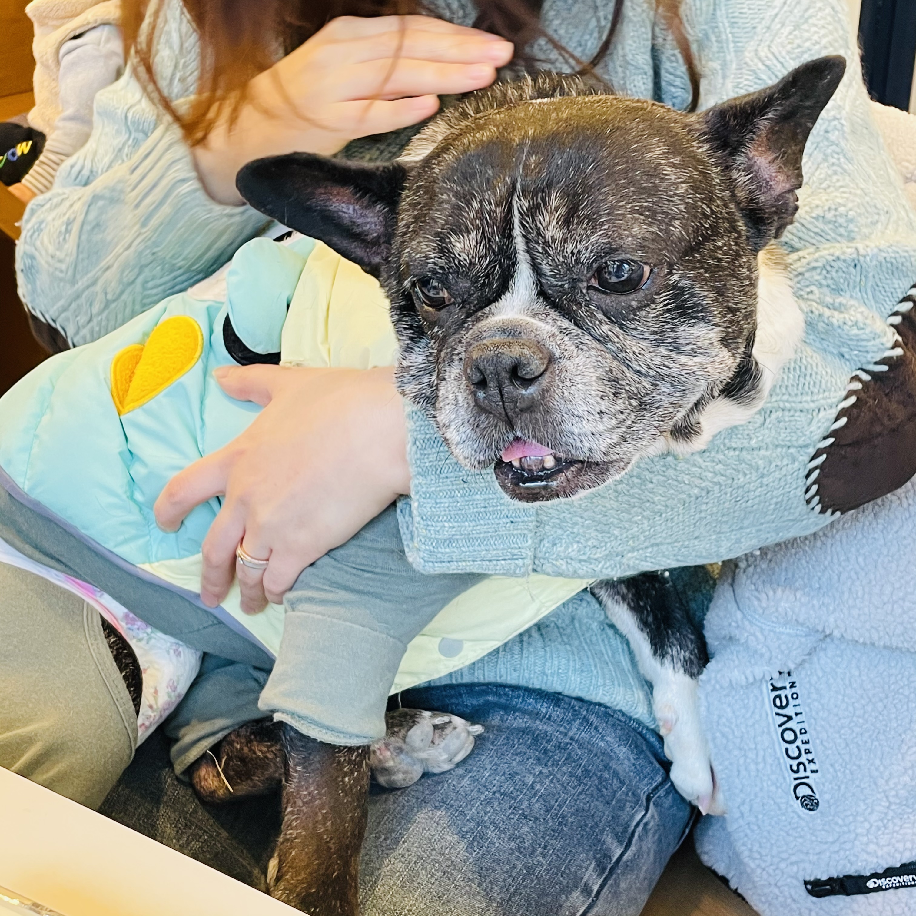 호이 임보일기~~ 프렌치불독 호이 가족 기다려요 