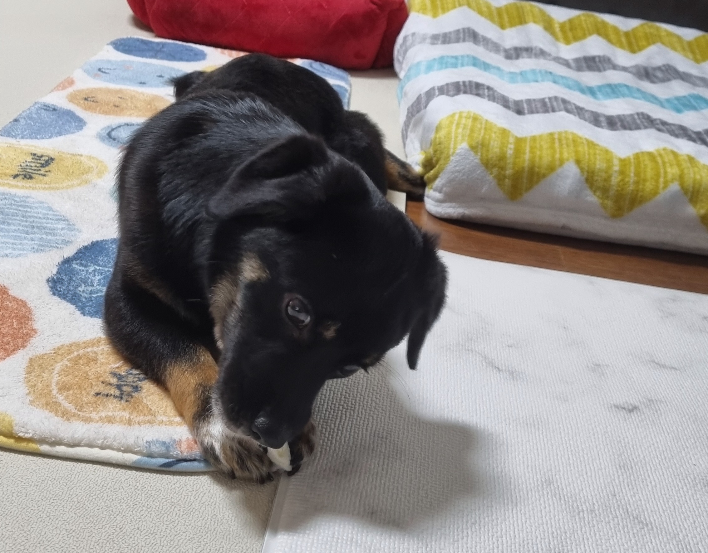 두양이 한달차 후기입니다