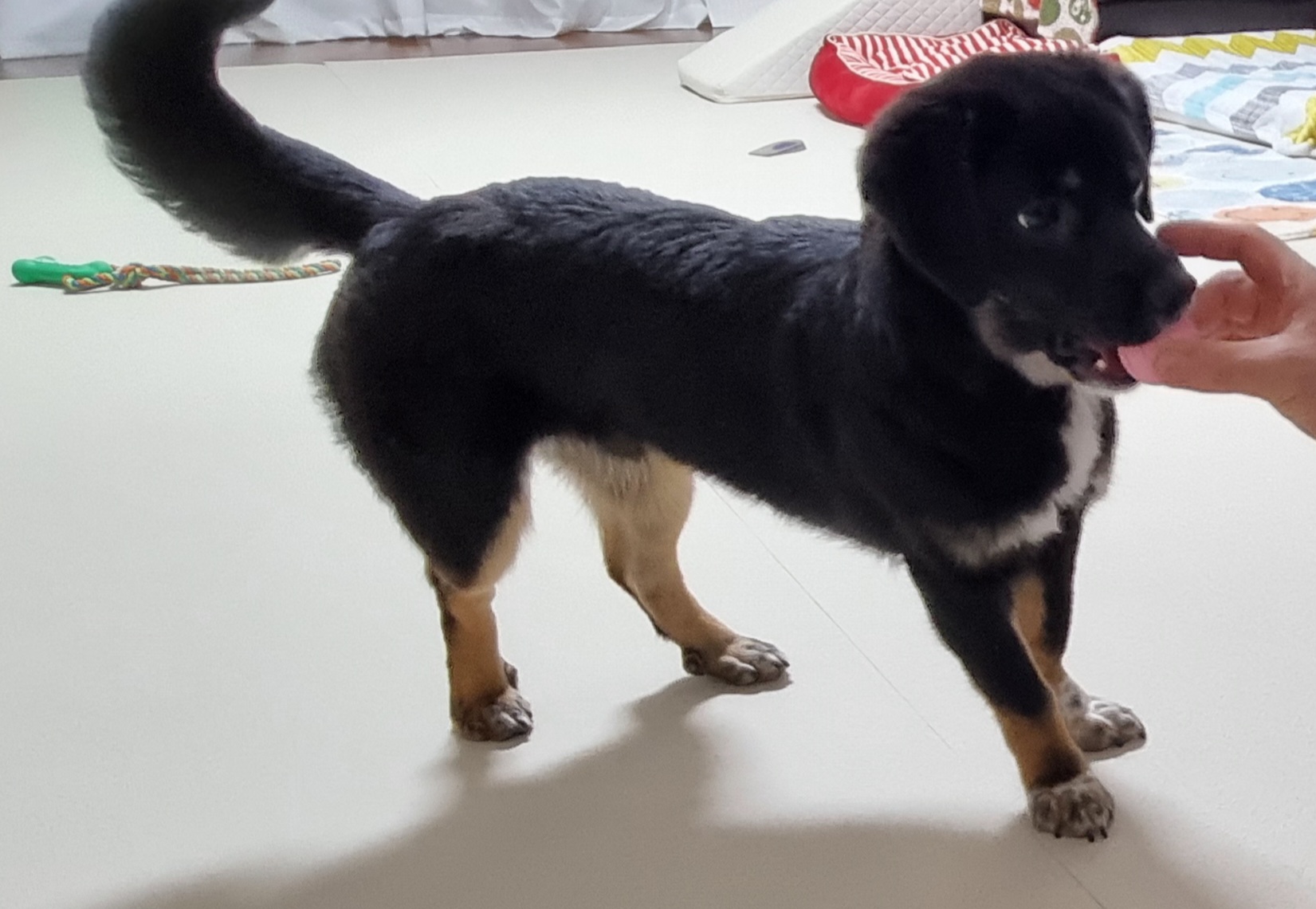 두양이 한달차 후기입니다