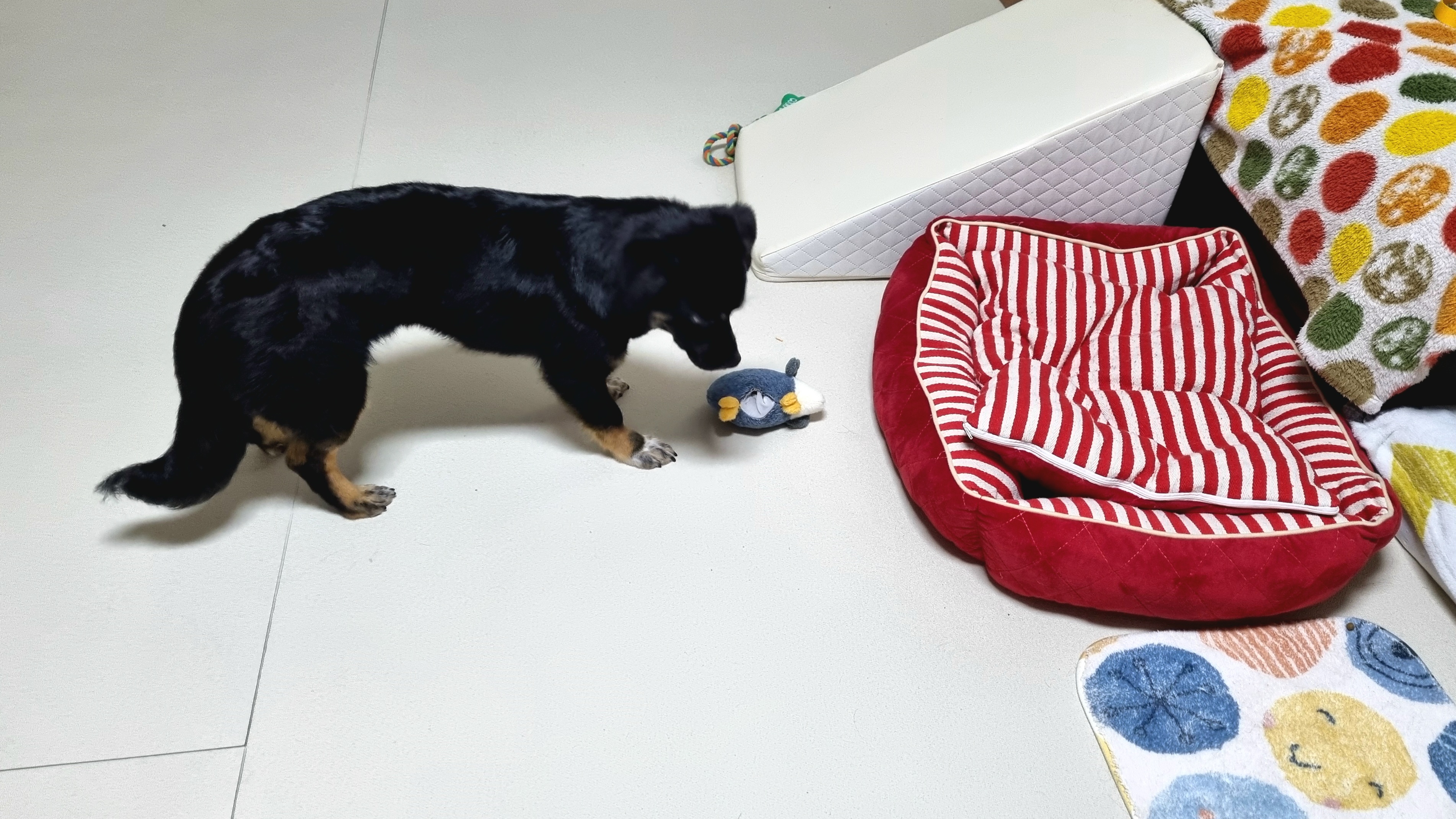 두양이 한달차 후기입니다