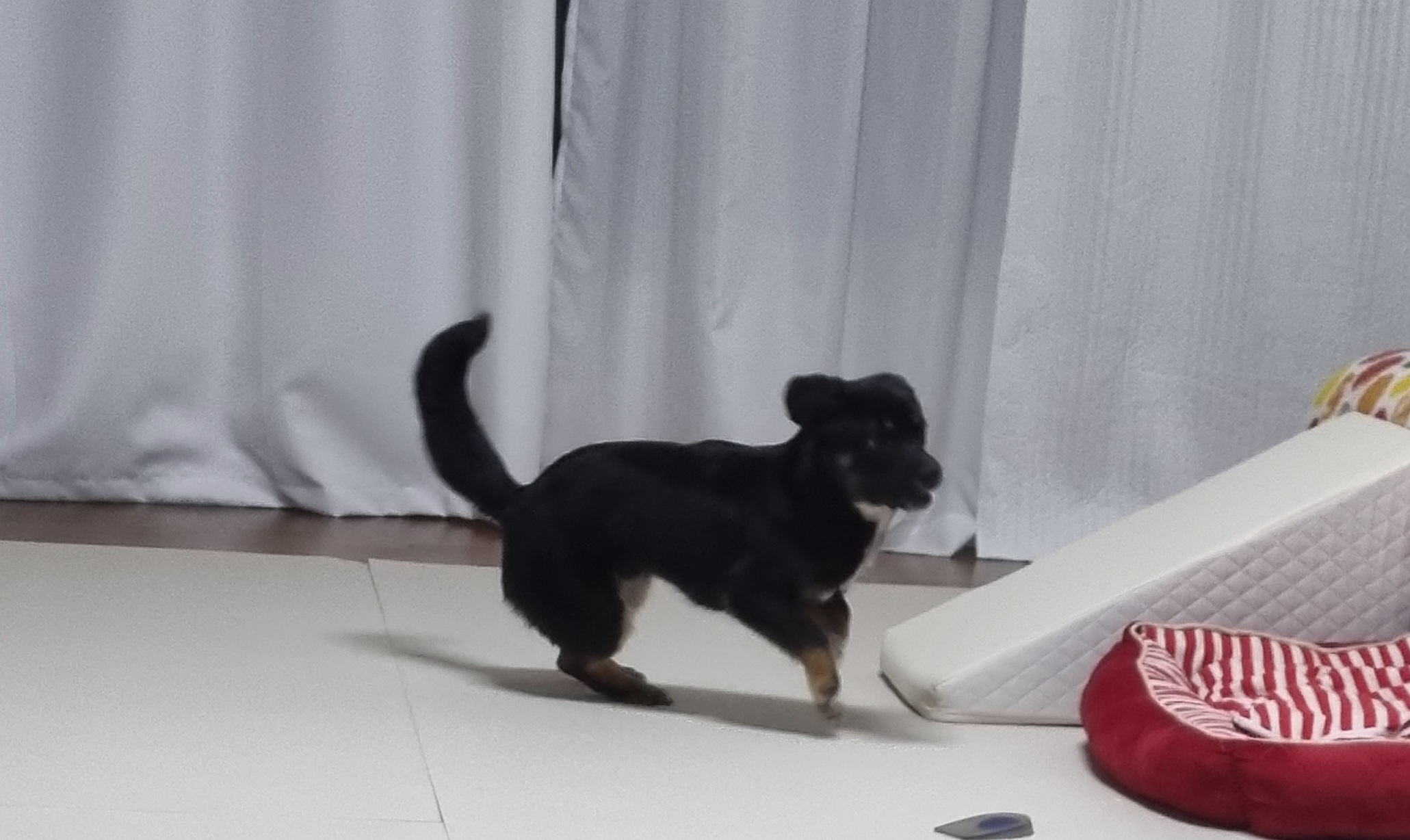 두양이 한달차 후기입니다