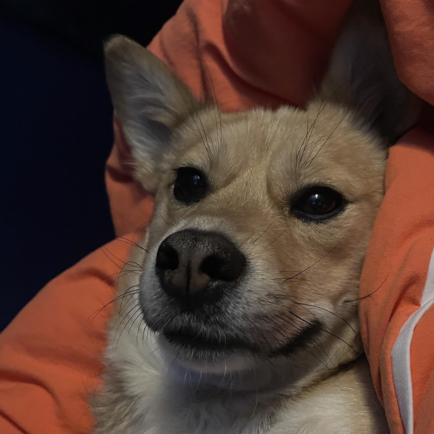 지구 임시보호 일기