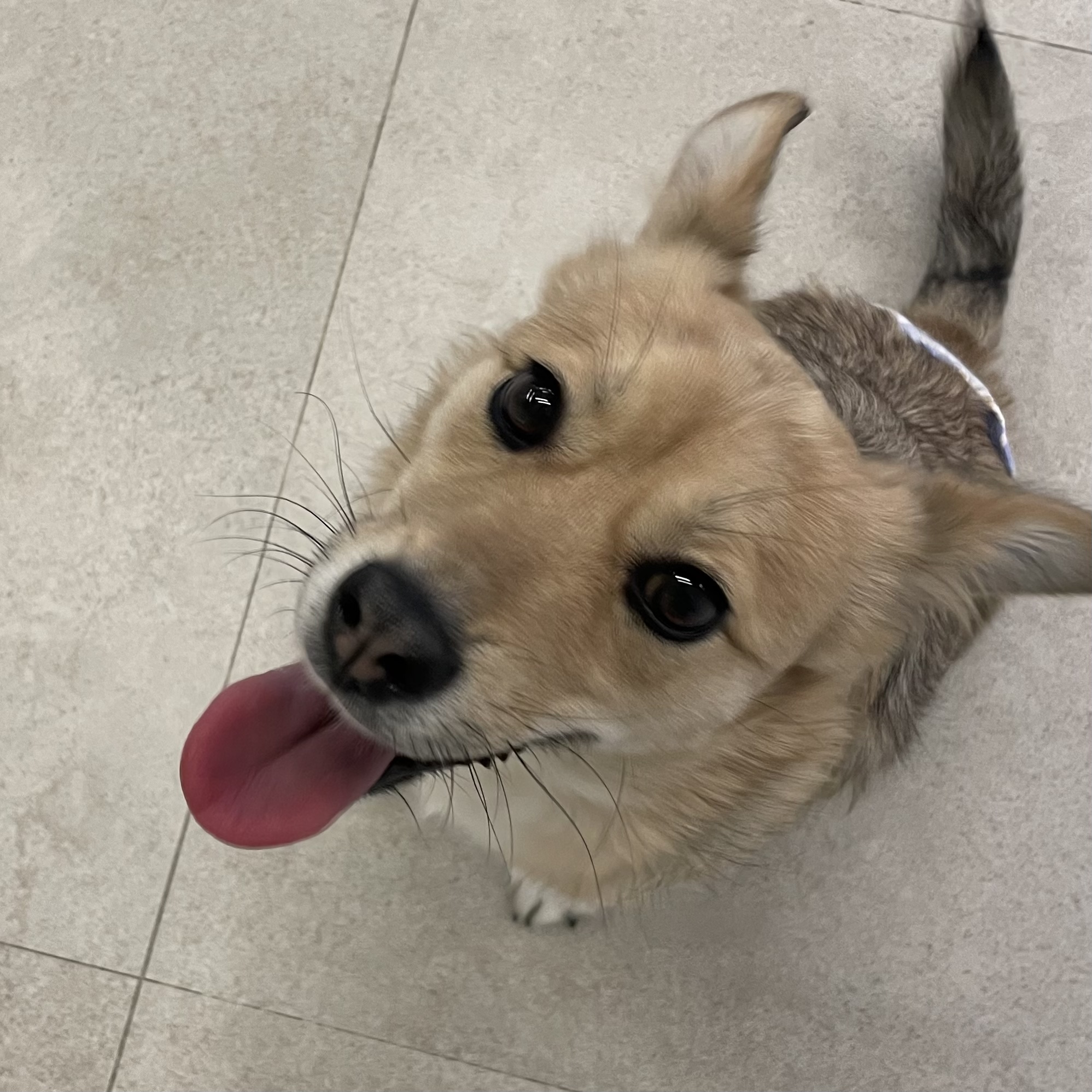 지구 임시보호 일기