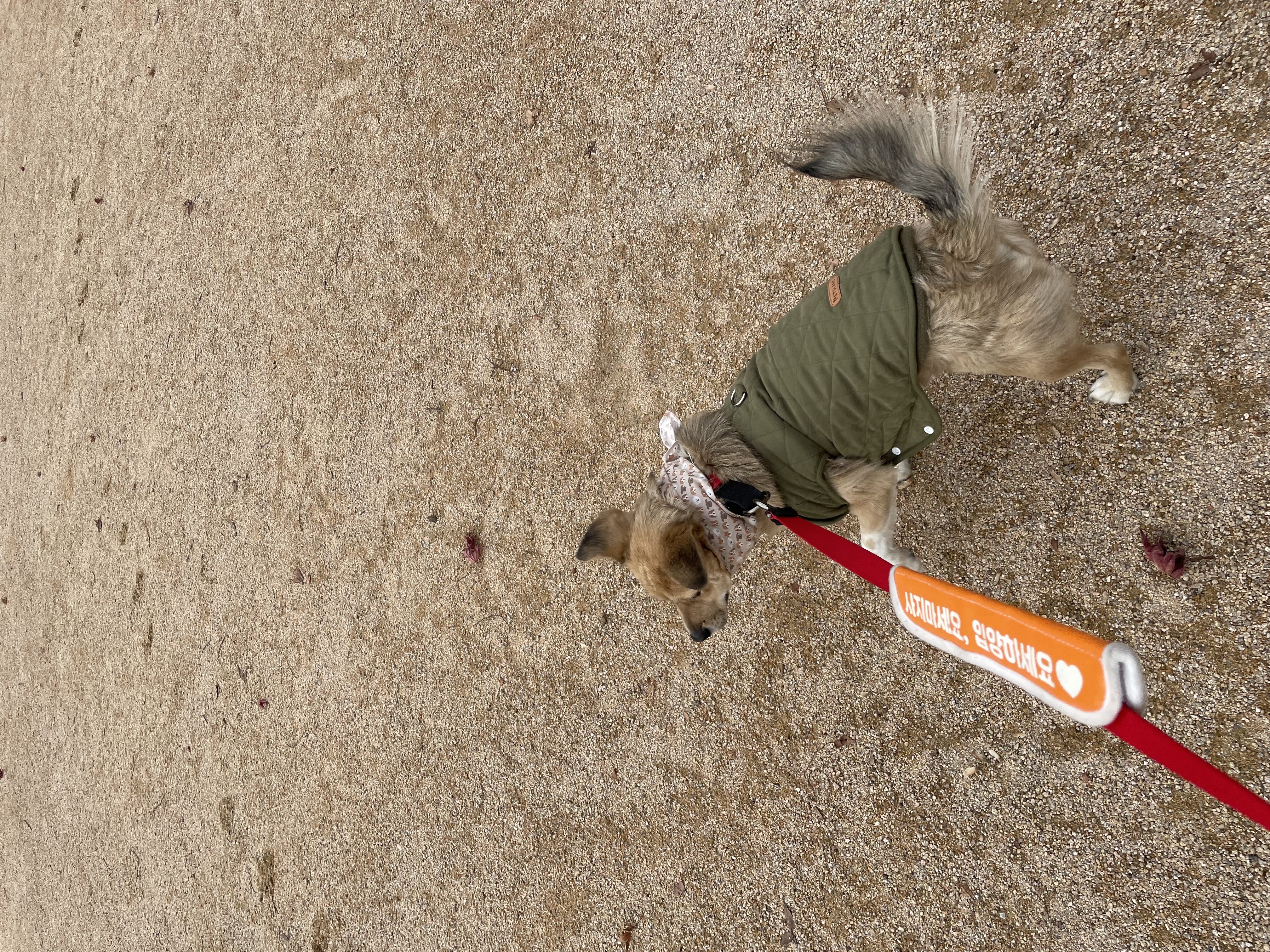 지구 임시보호 일기