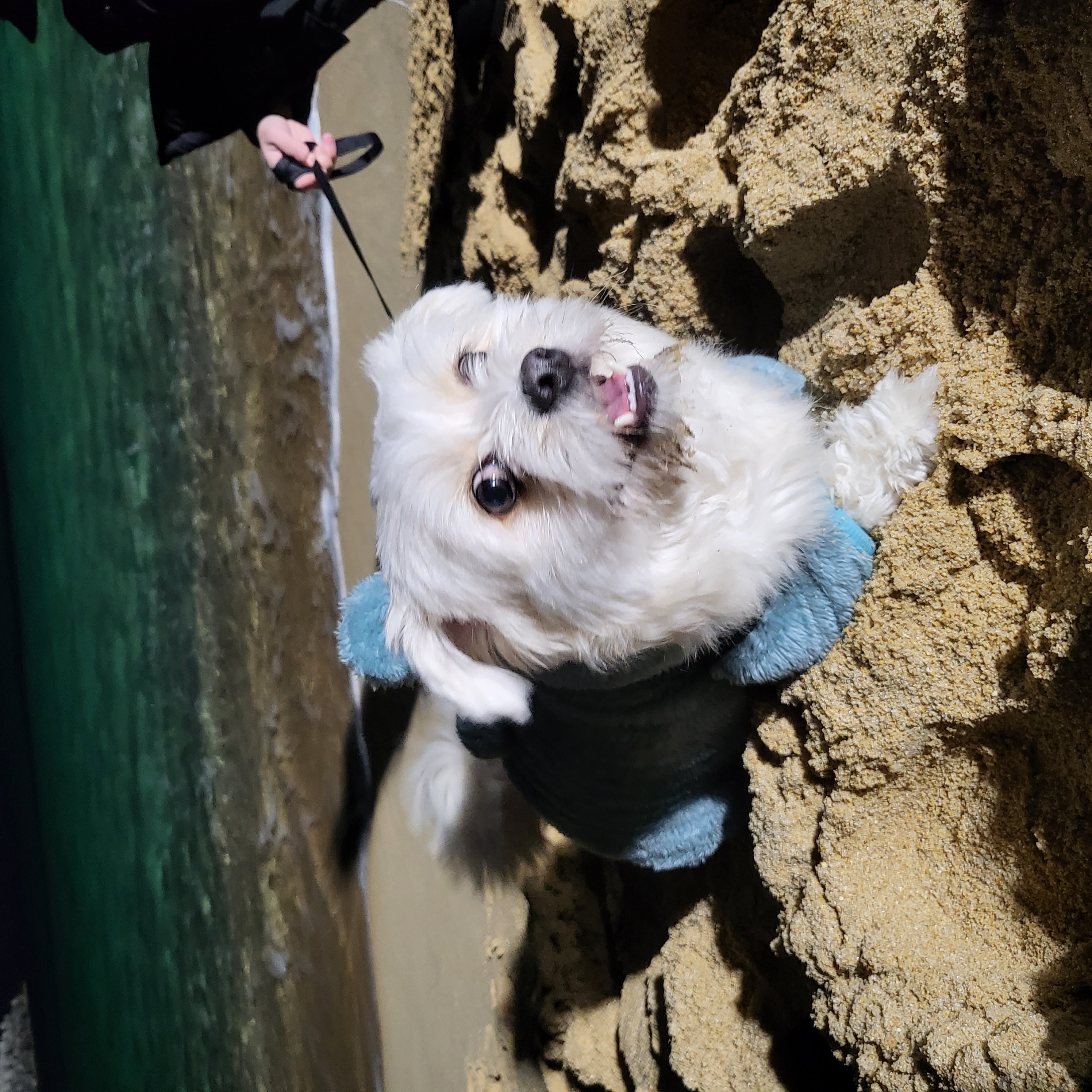 금돌이 입양한지 2년이 되었네요^^