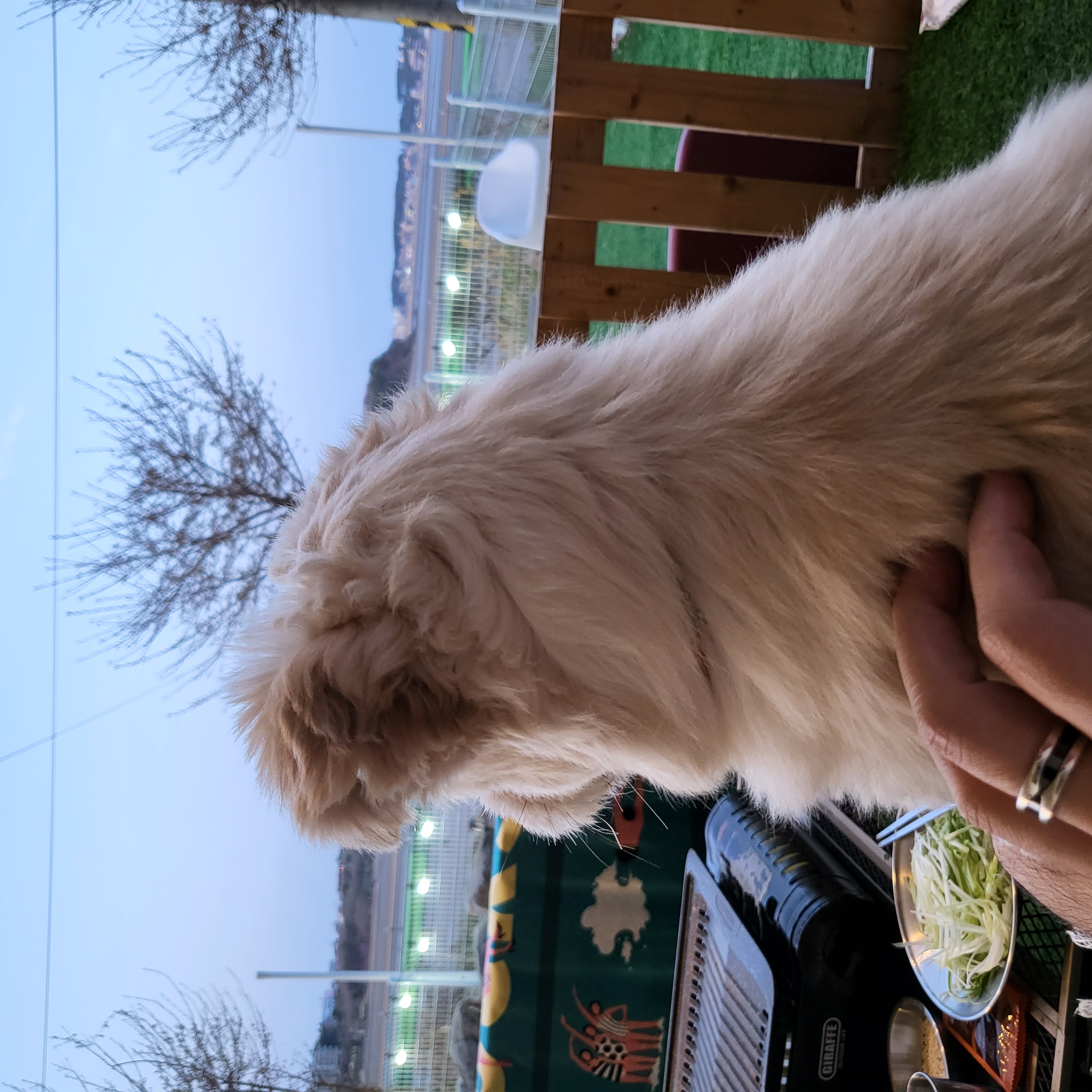 금돌이 입양한지 2년이 되었네요^^