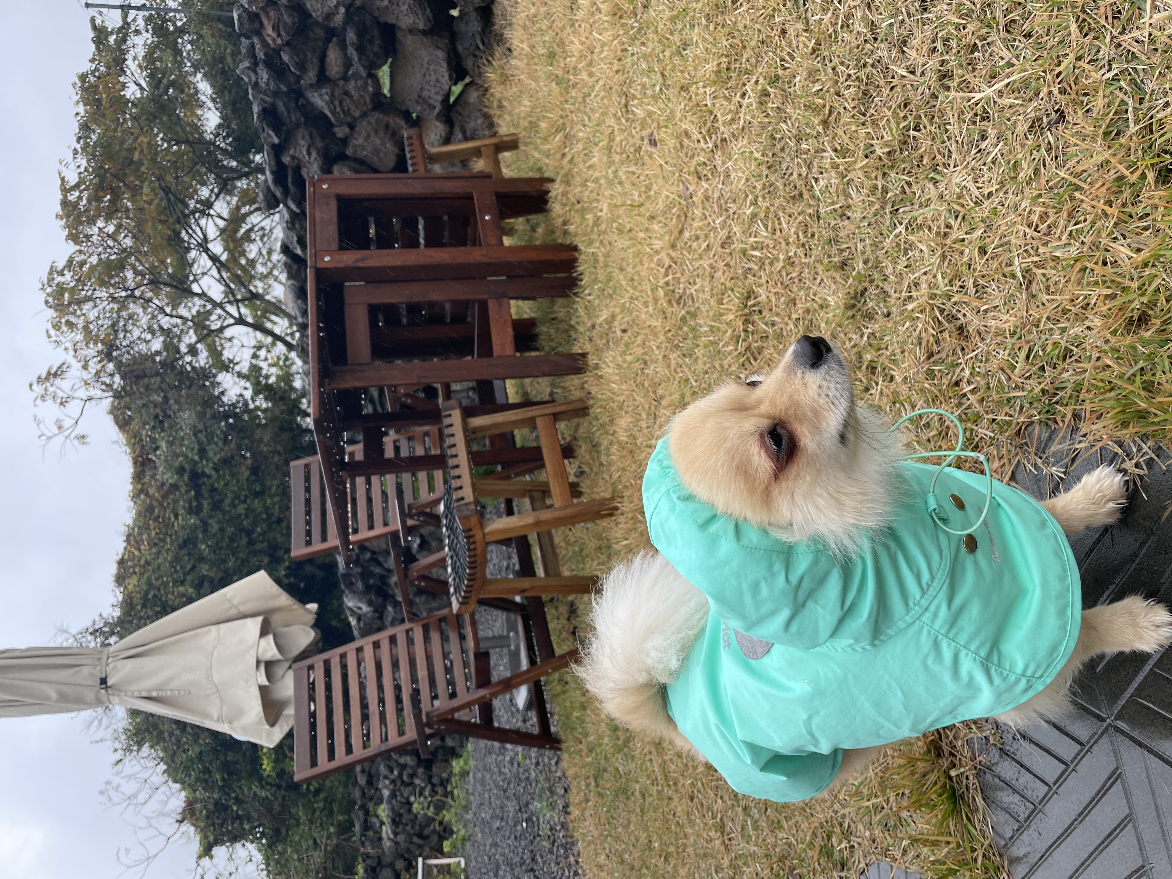 당이(도도)근이(그삼이)