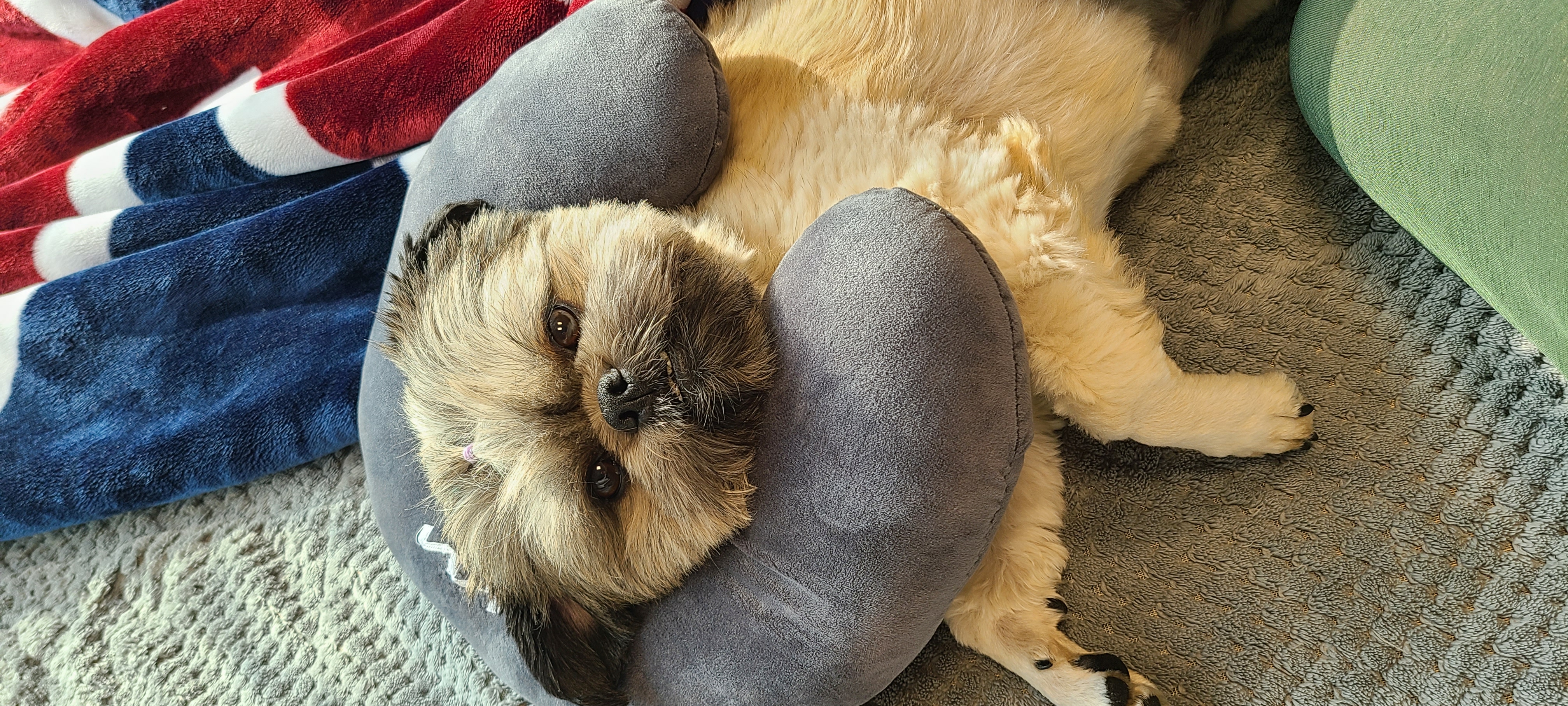 세남이(흑미)인사합니다