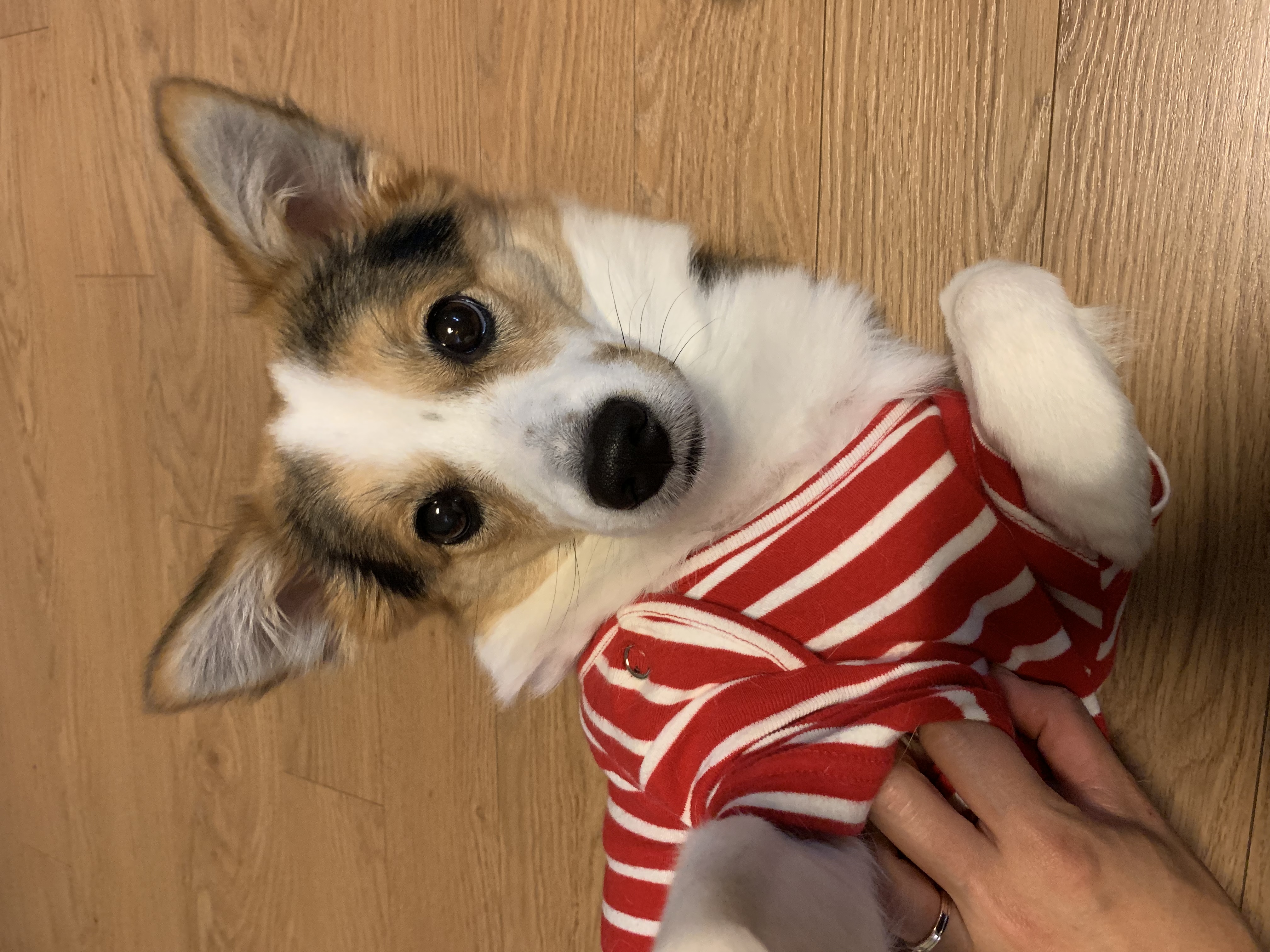 마블이가 우리 가족이 된지 벌써 2년..! 마블이 잘 지내고 있어요