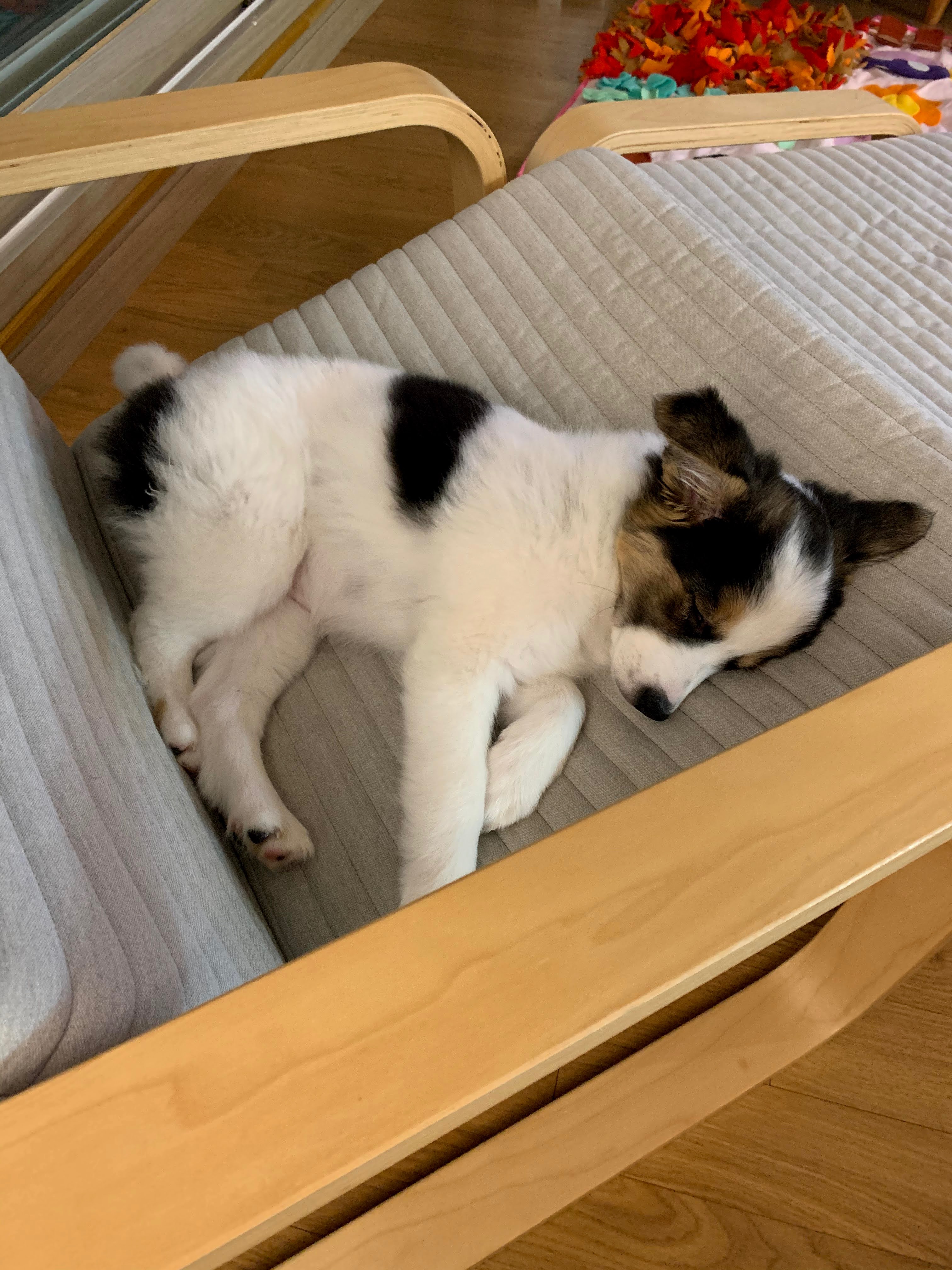 마블이가 우리 가족이 된지 벌써 2년..! 마블이 잘 지내고 있어요