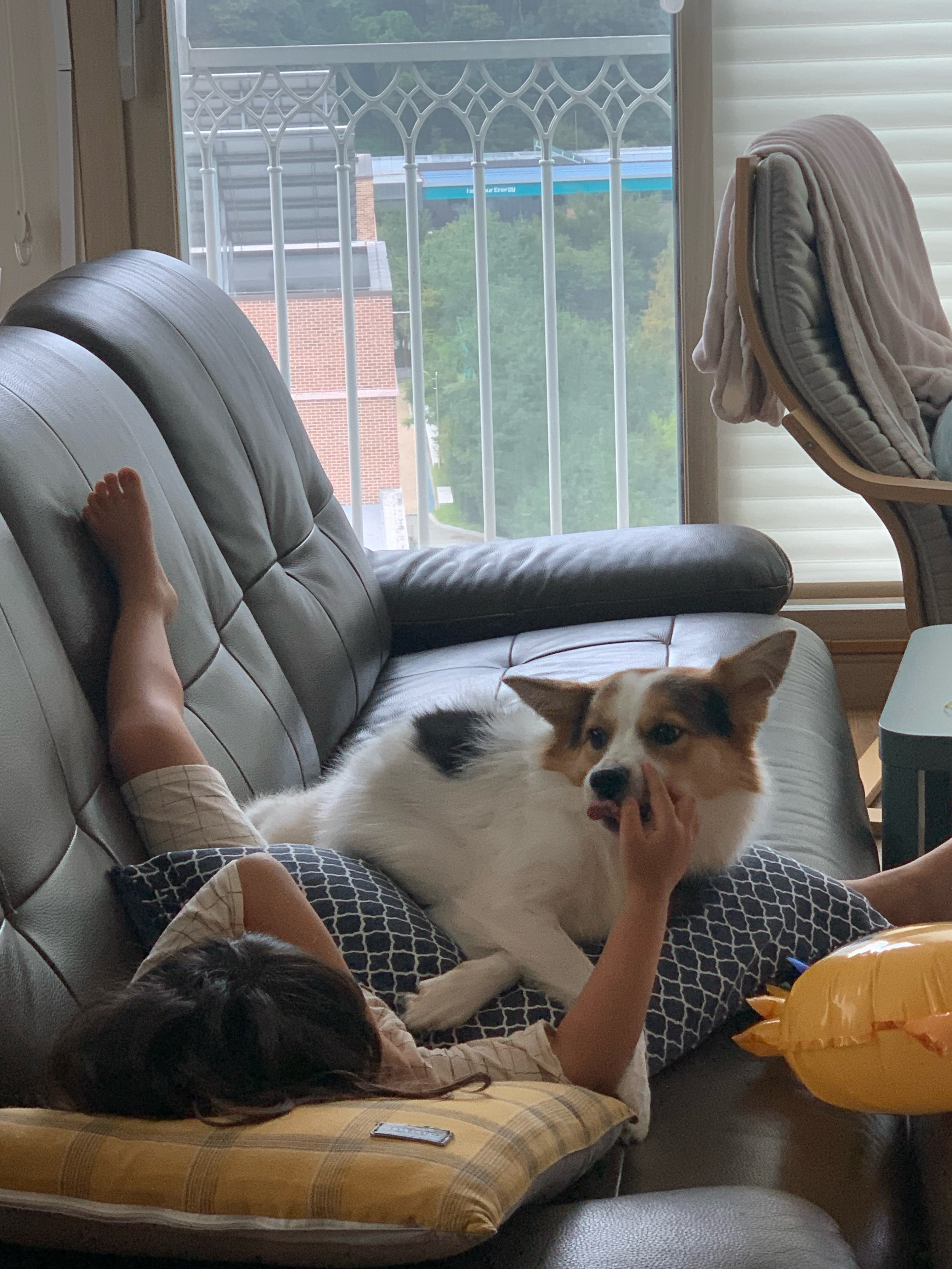 마블이가 우리 가족이 된지 벌써 2년..! 마블이 잘 지내고 있어요