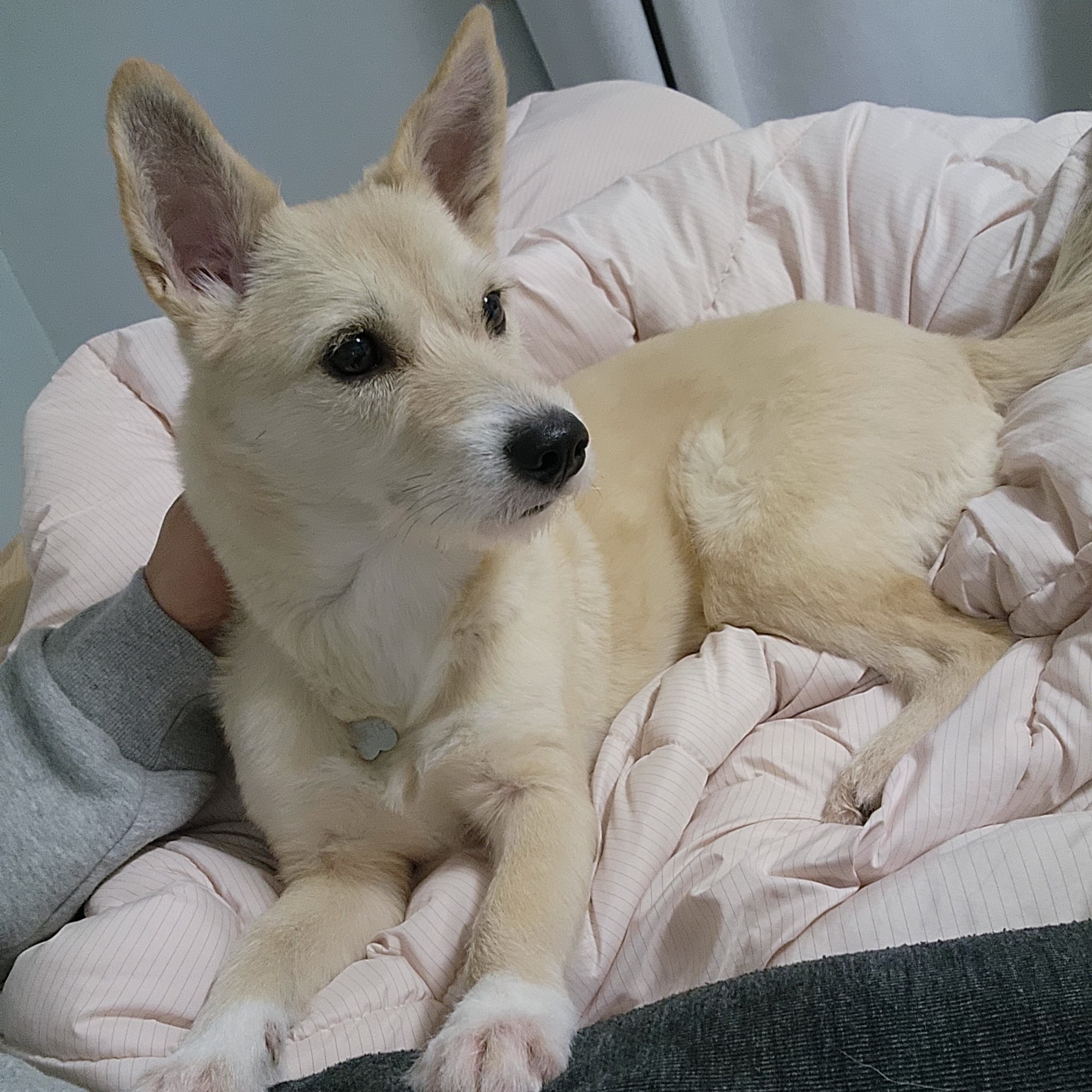 마무자견 마노(미루)와 가족된지 벌써 2년!