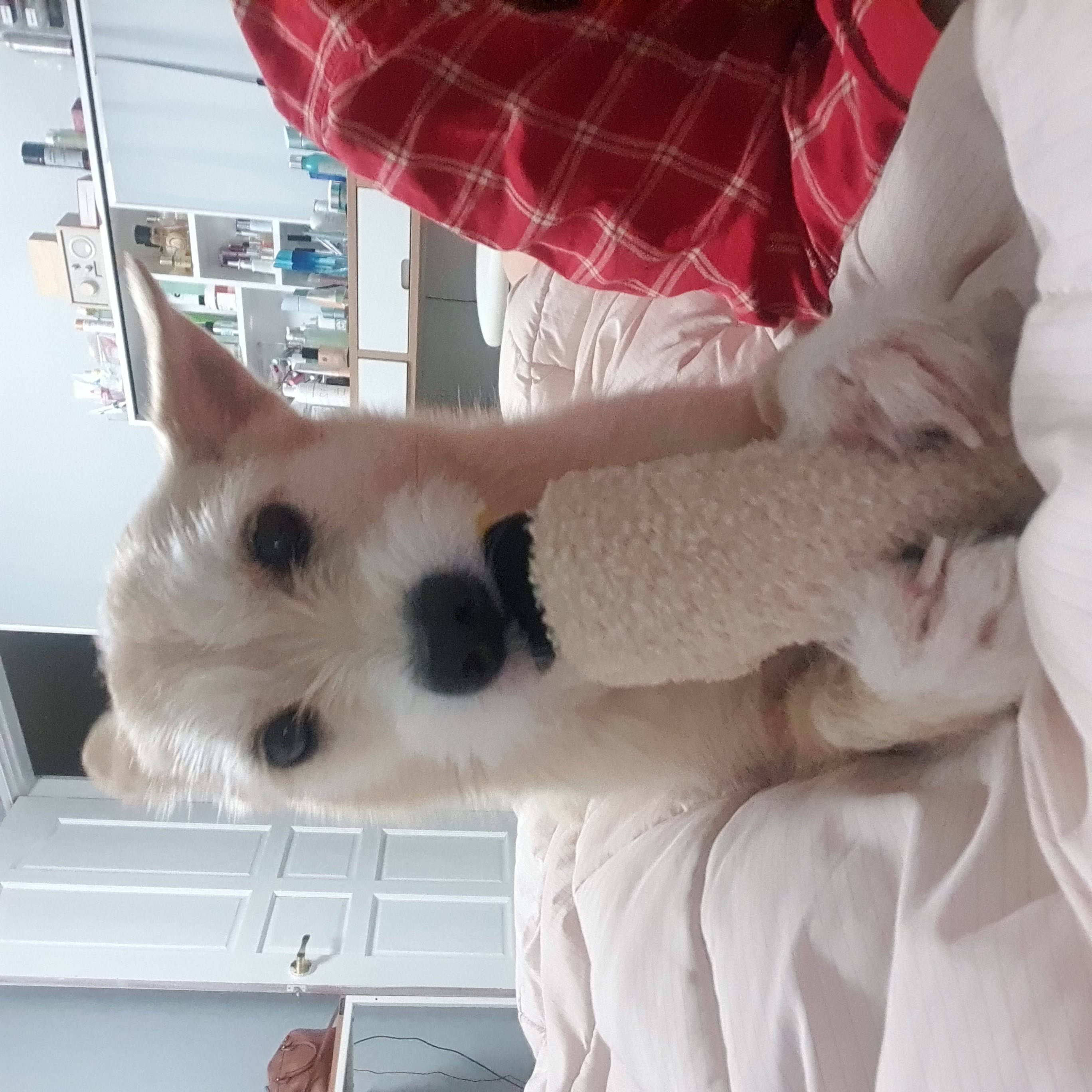 마무자견 마노(미루)와 가족된지 벌써 2년!