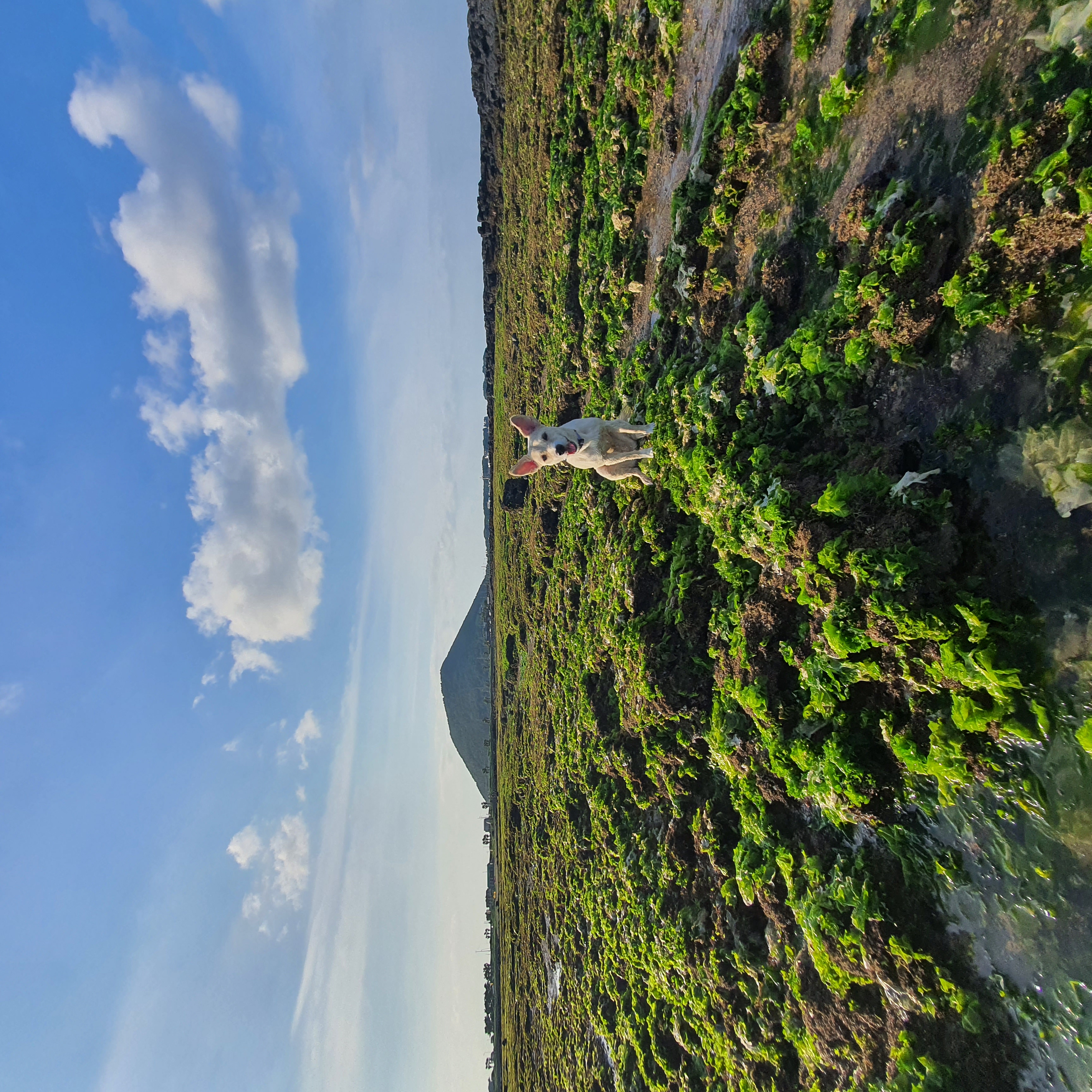마무자견 마노(미루)와 가족된지 벌써 2년!