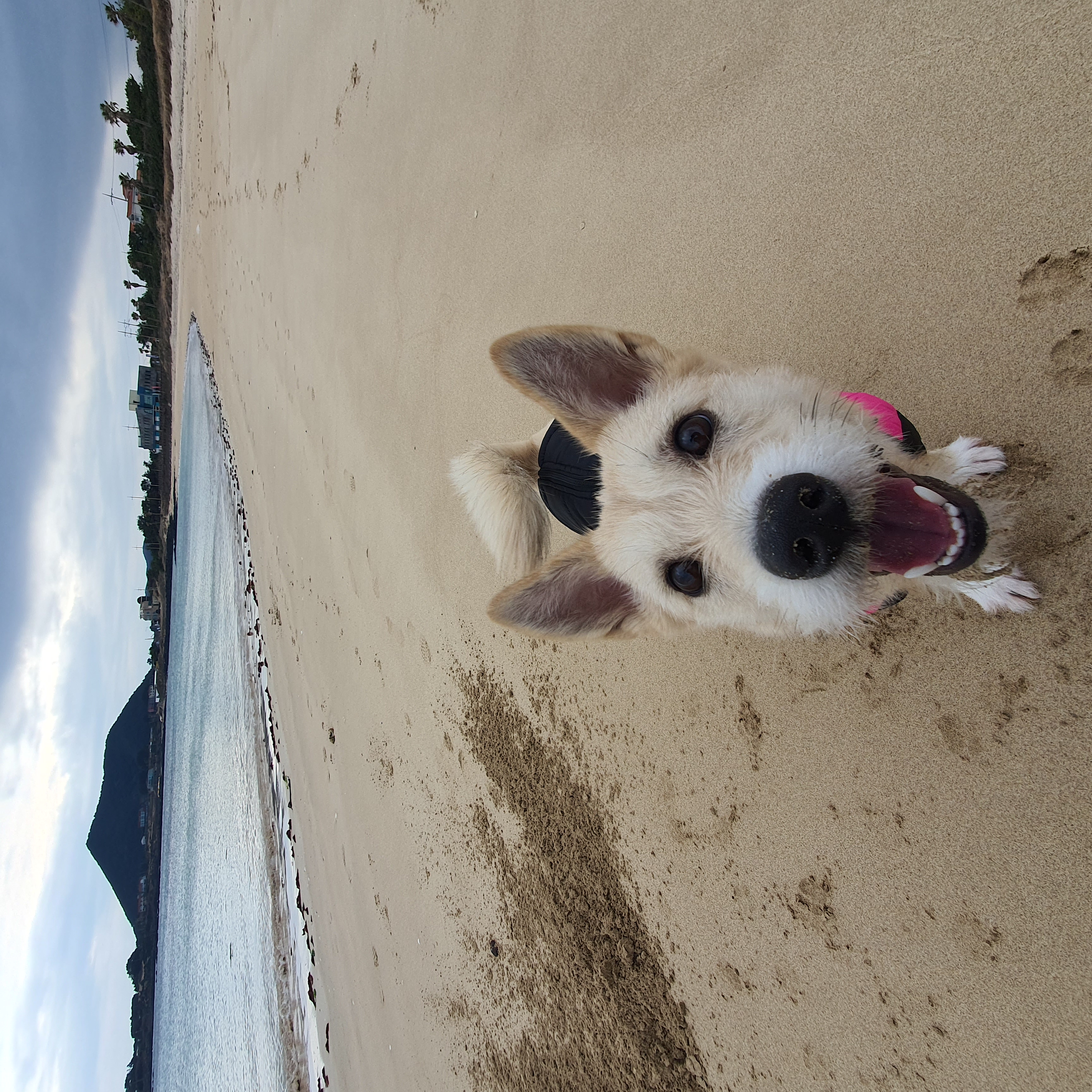 마무자견 마노(미루)와 가족된지 벌써 2년!