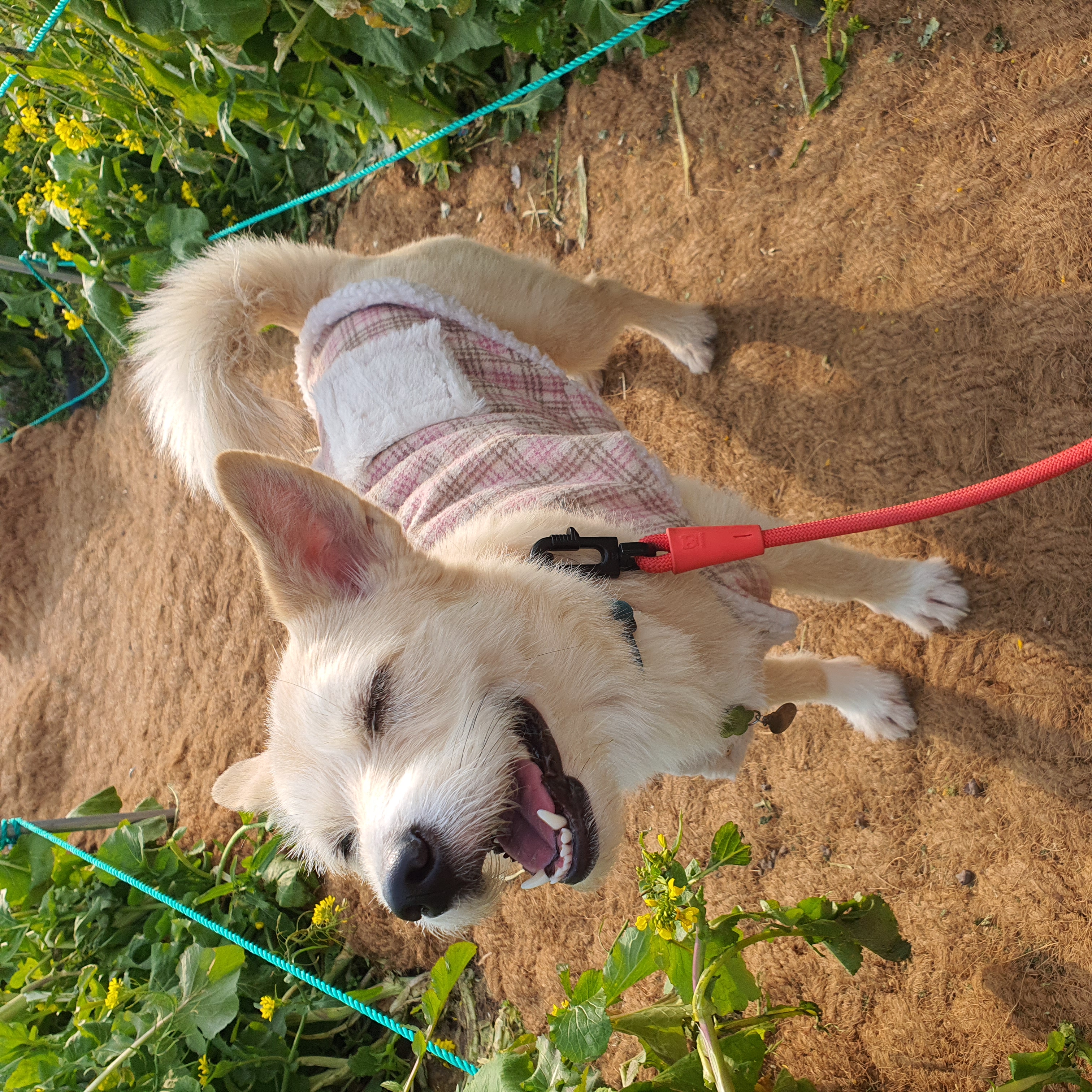 마무자견 마노(미루)와 가족된지 벌써 2년!