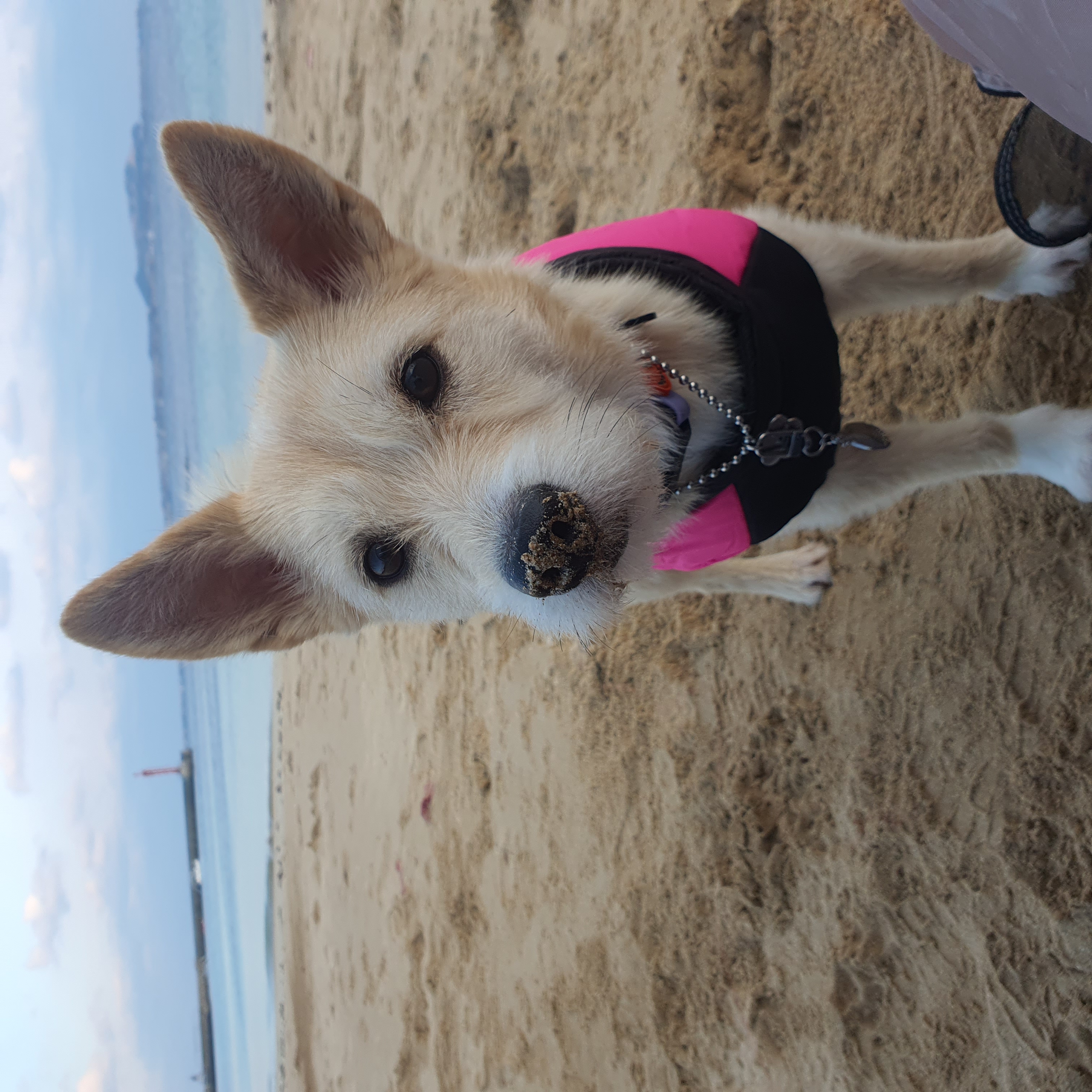 마무자견 마노(미루)와 가족된지 벌써 2년!