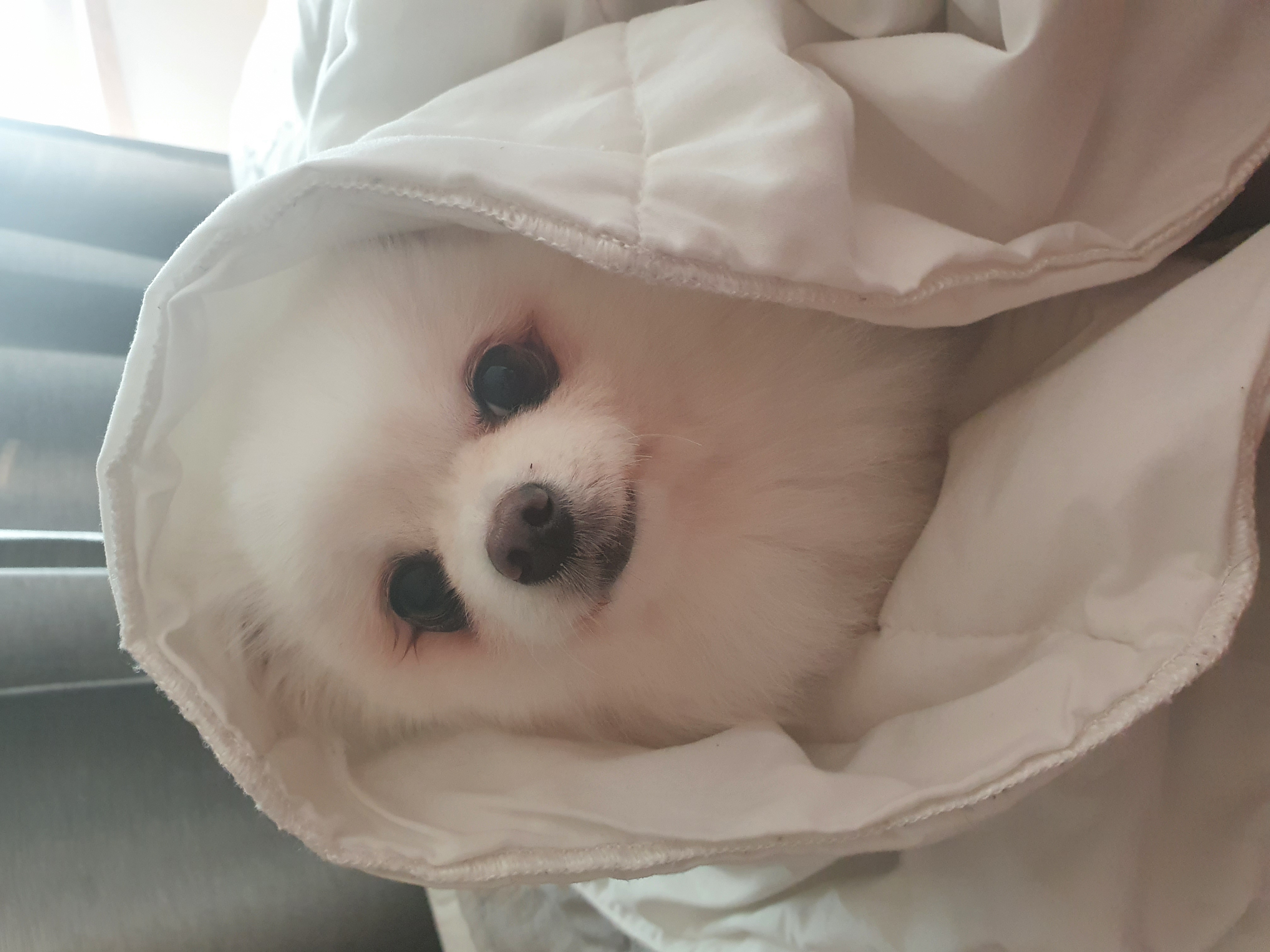 그레 입양 후기