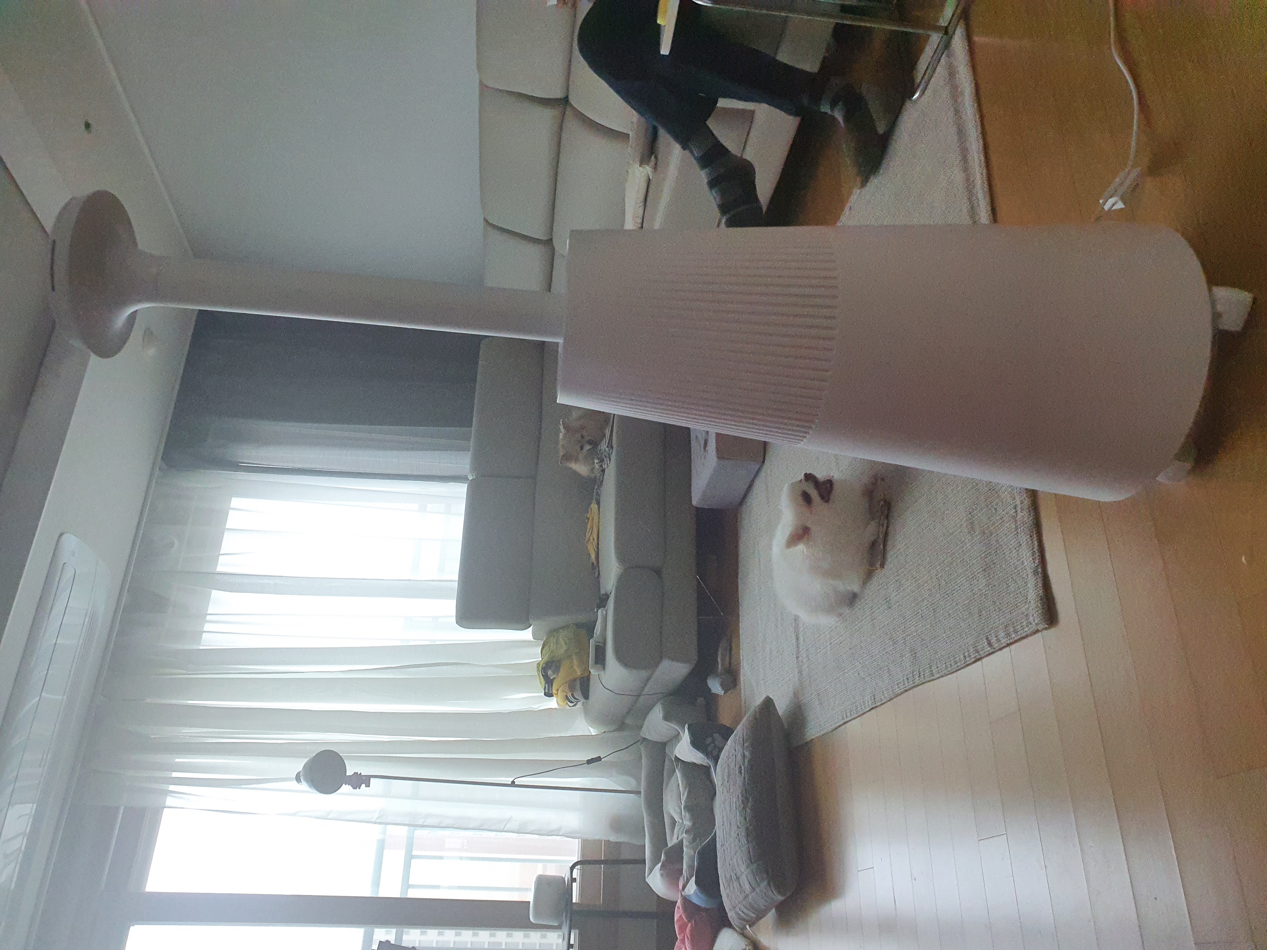 그레 입양 후기