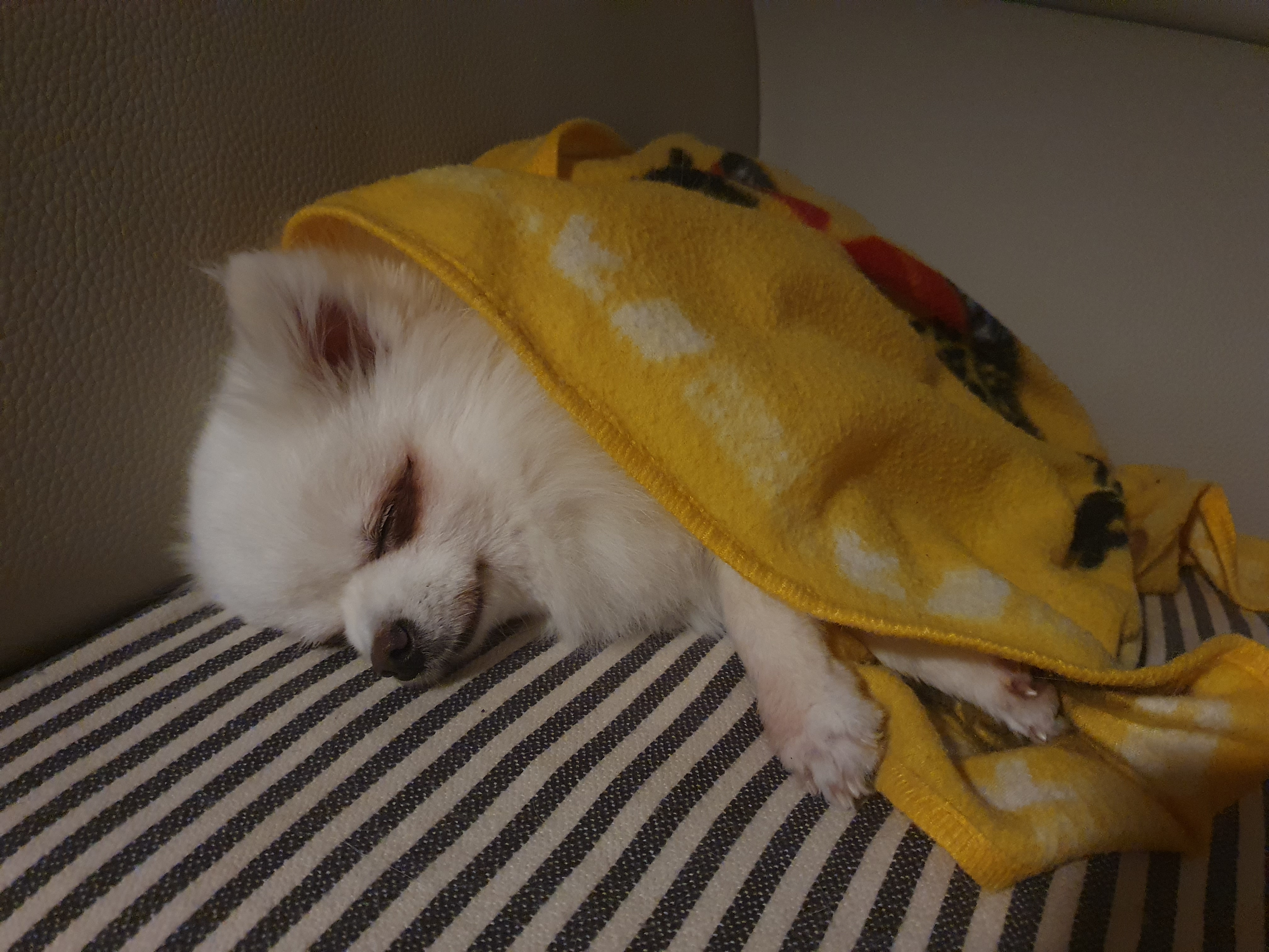 그레 입양 후기