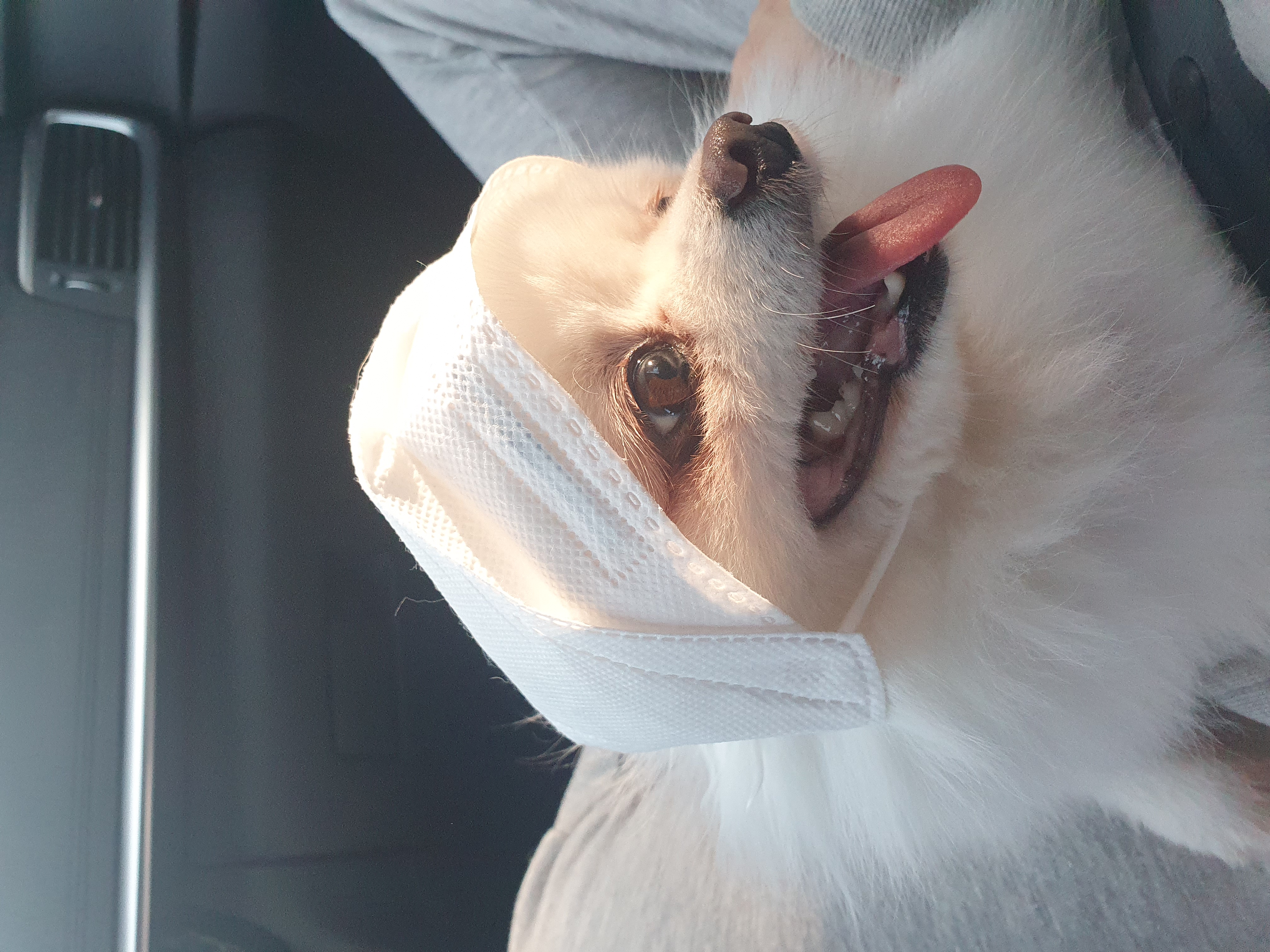 그레 입양 후기